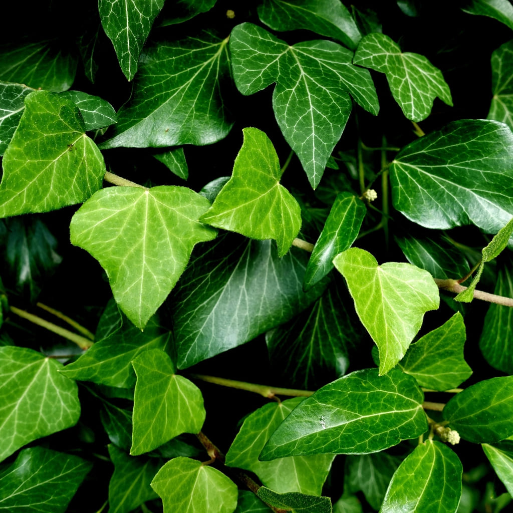 Hedera Helix "Lierre"