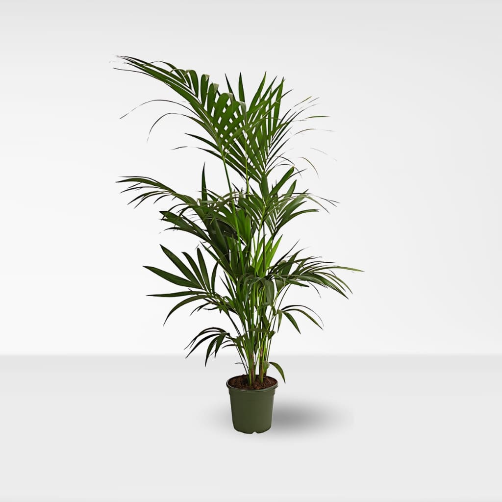 Kentia (Howea forsteriana)