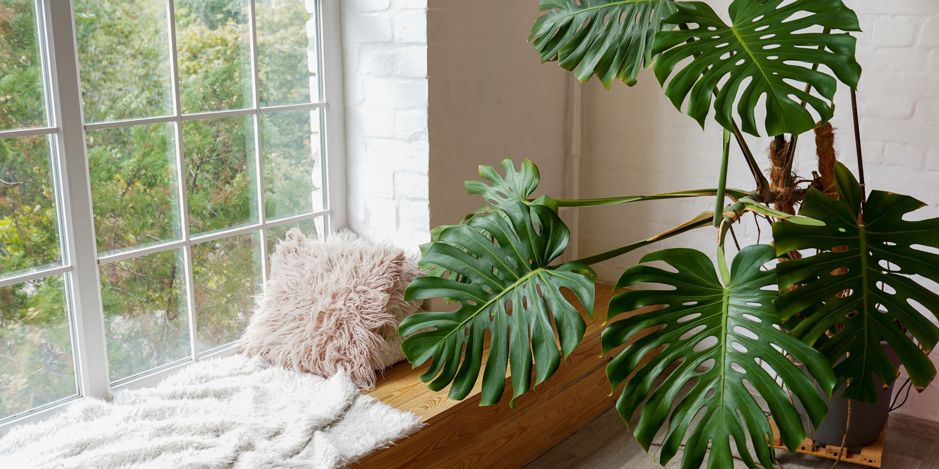 Comprar Monstera Variegata.