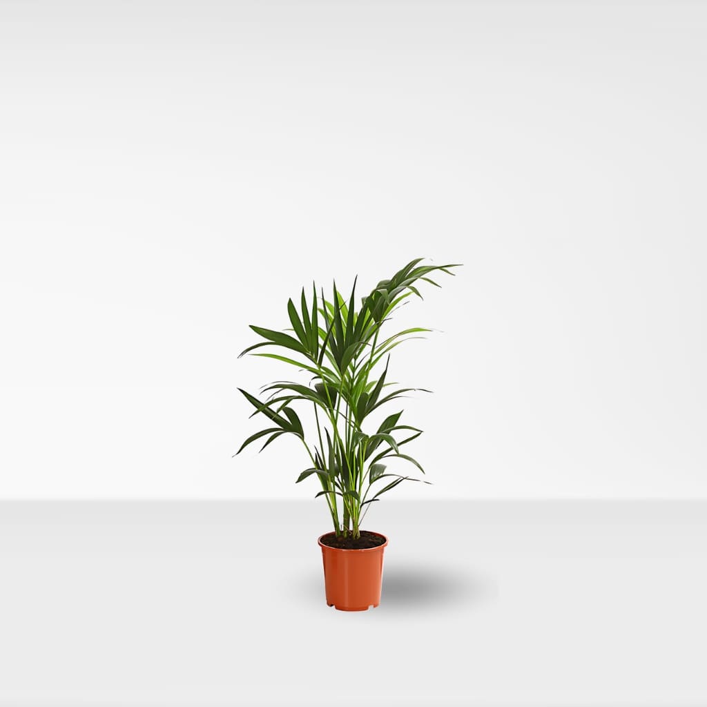 Kentia (Howea forsteriana)