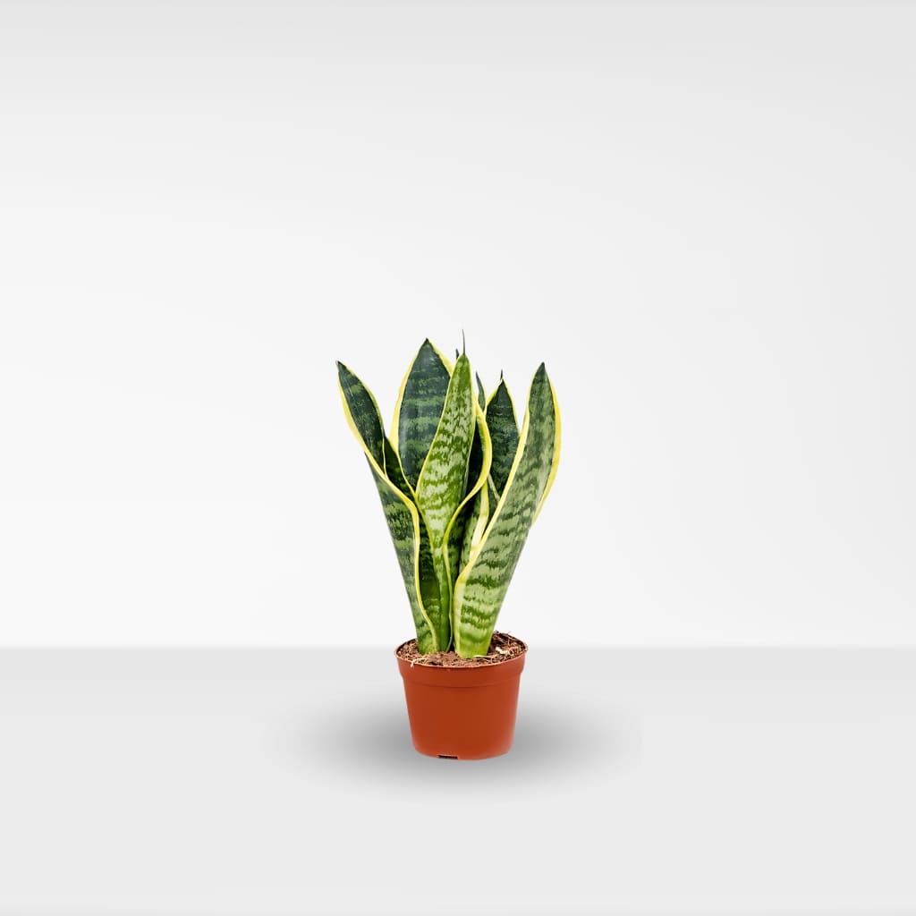 Comprar Sansevieria pequeña