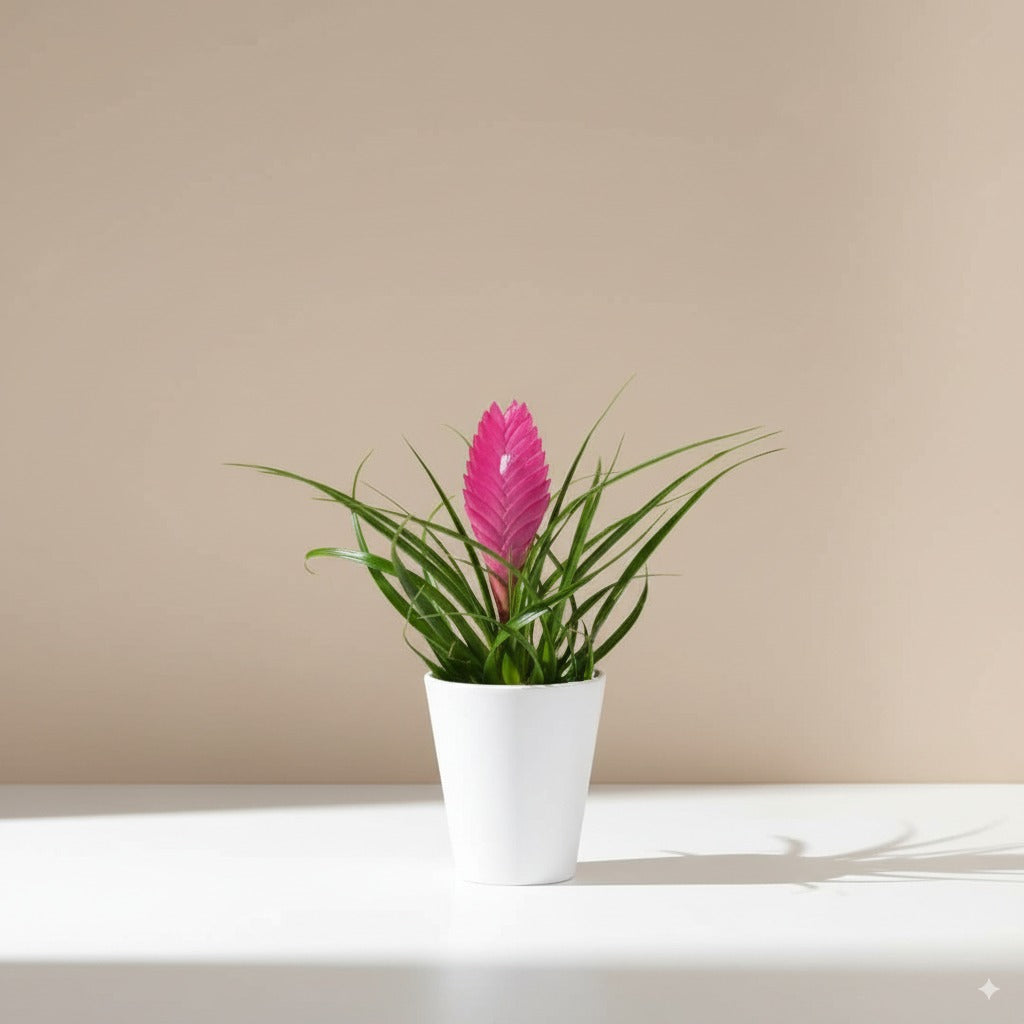 Comprar Tillandsia cyanea Anita