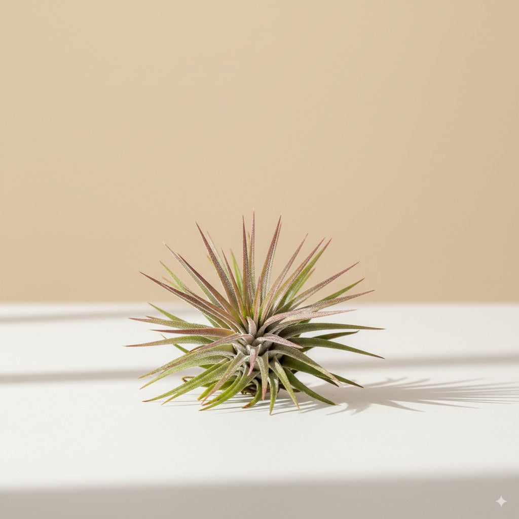 Tillandsia Ionantha Var. Ionantha: Pianta Aerea Compatta E - Foto 5