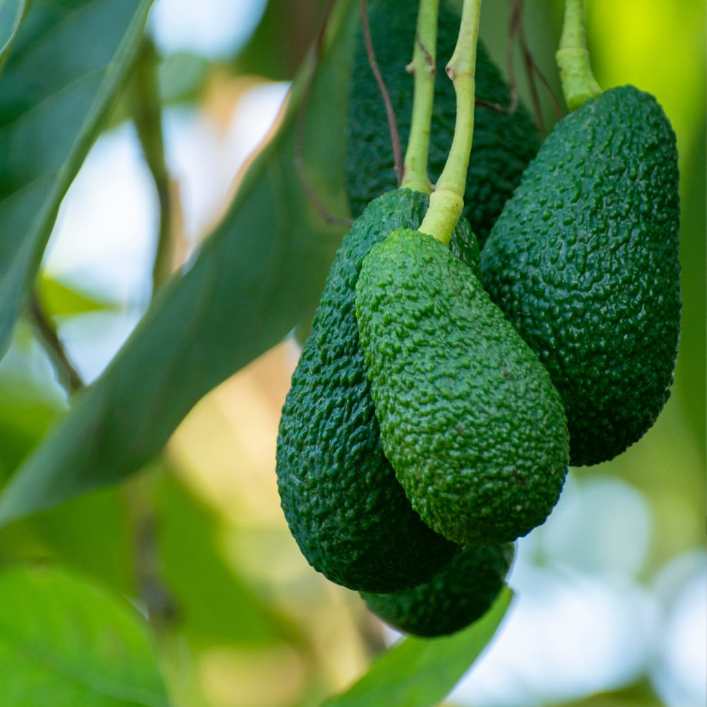 Comprar arbol de aguacate Hass online a domicilio