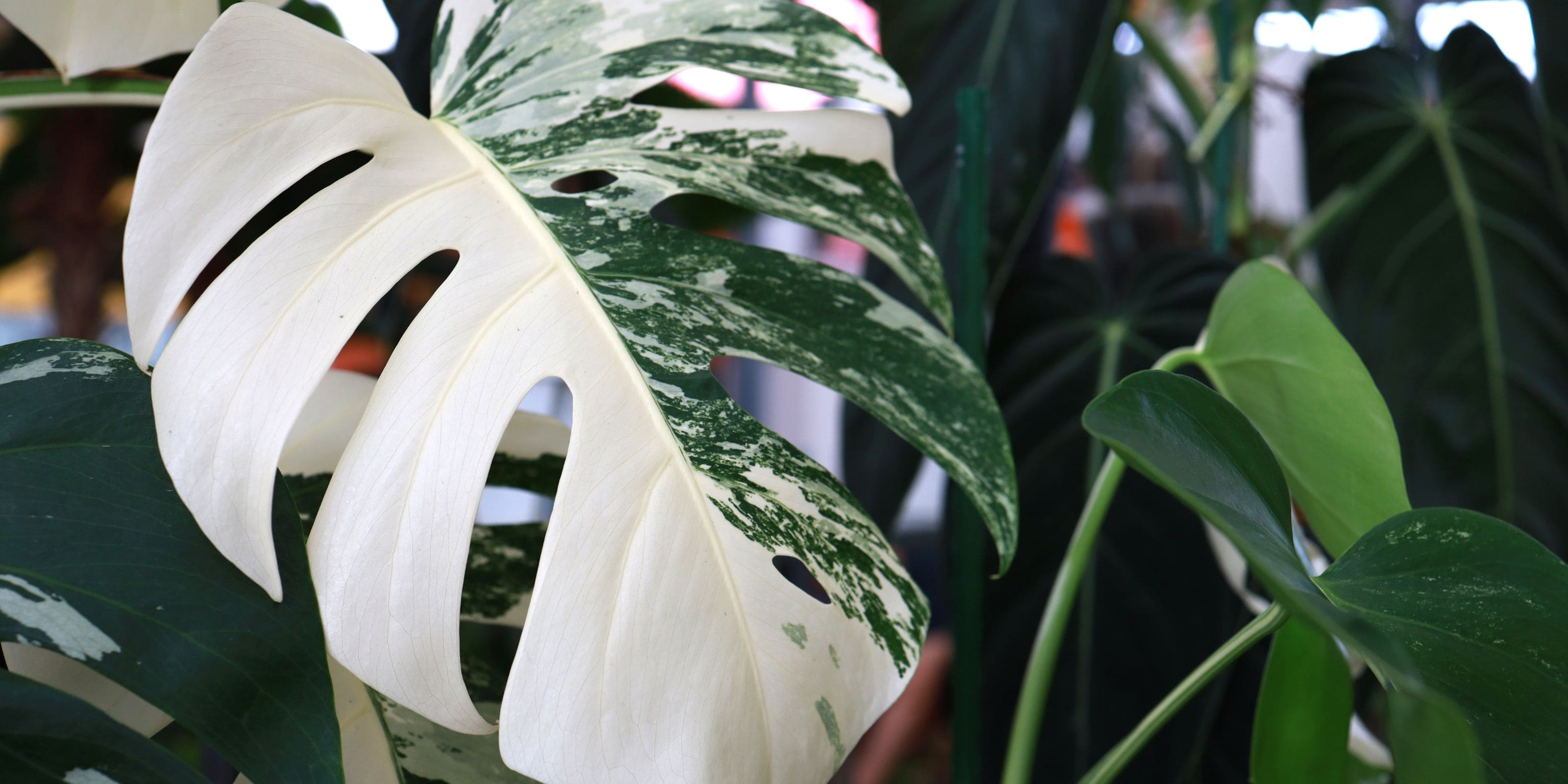 Comprar monstera