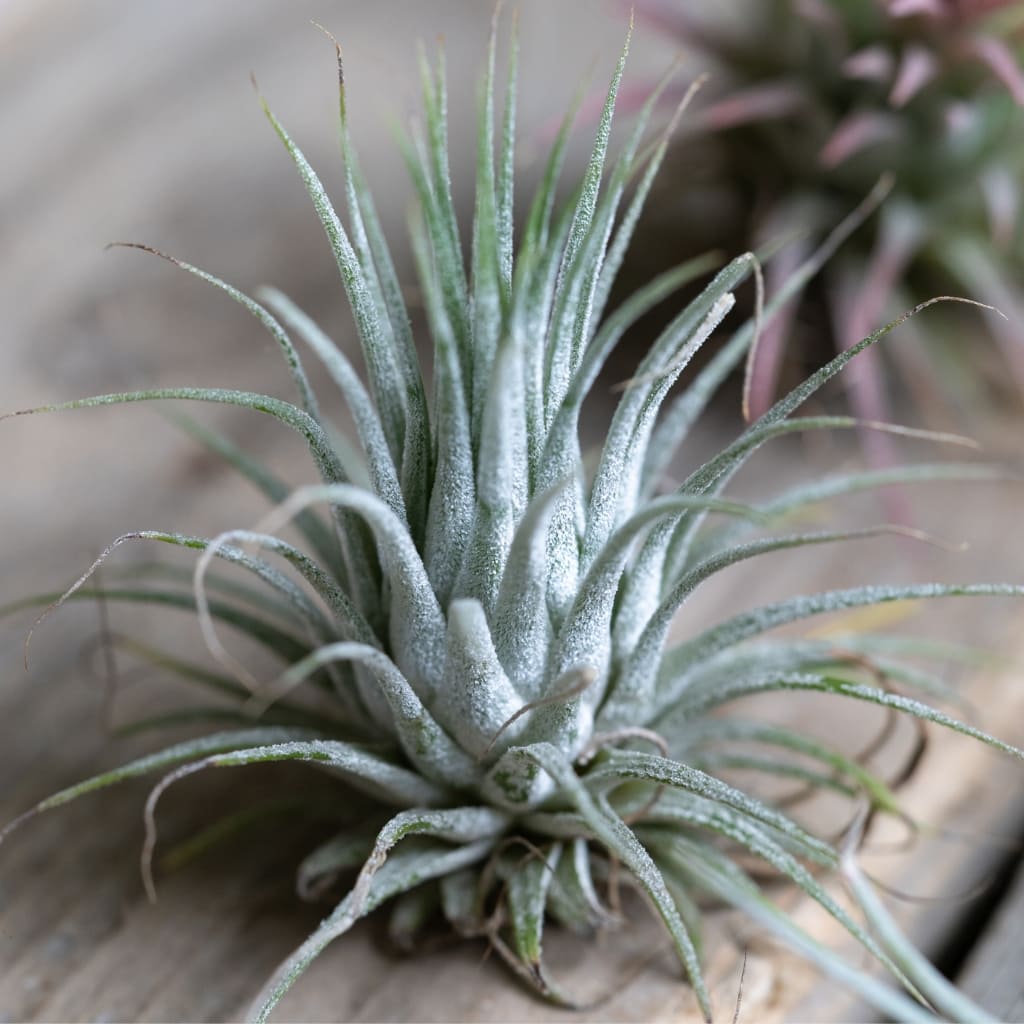 Comprar online planta del aireTillandsia ionantha