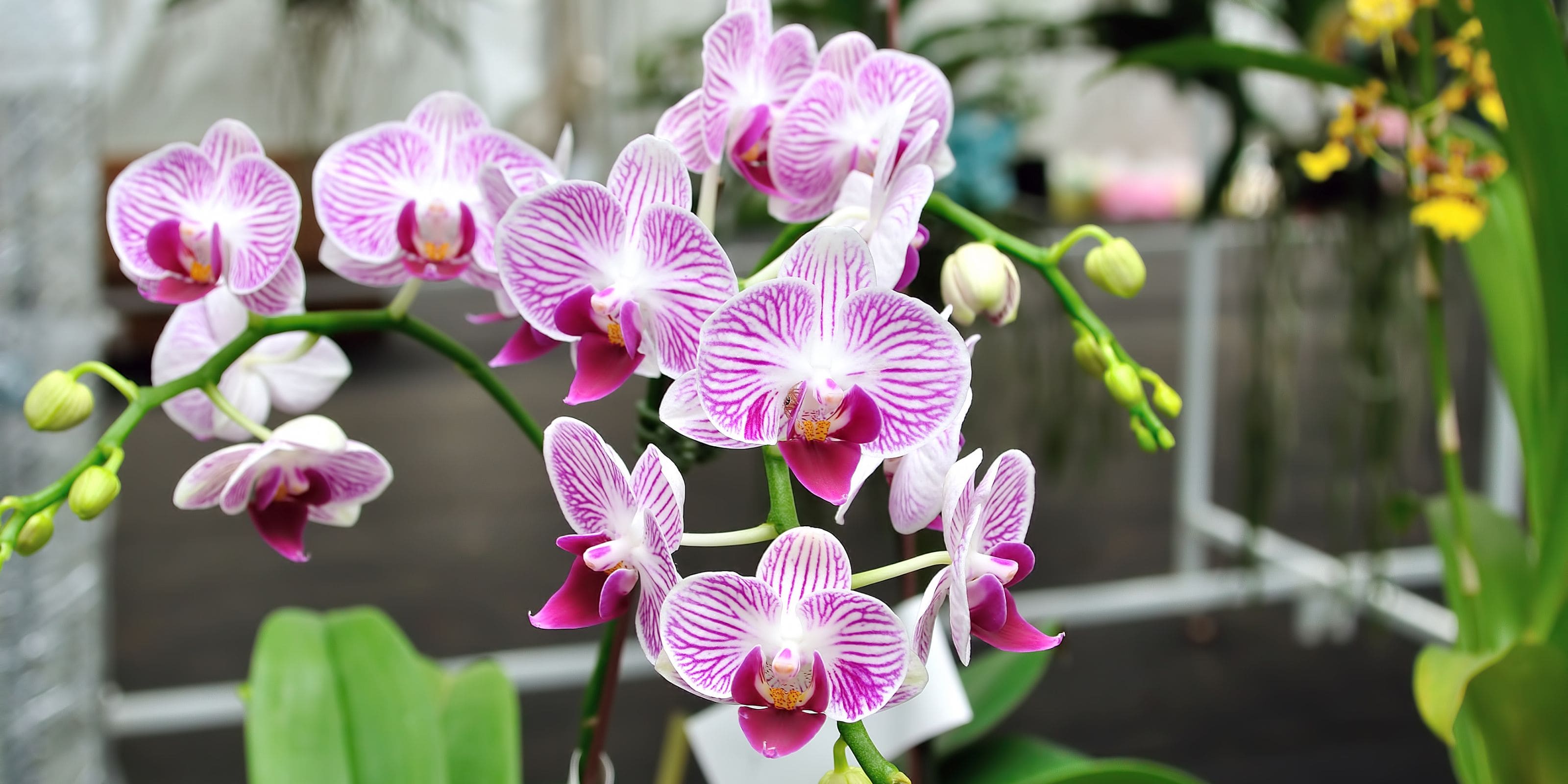 comprar orquídeas online