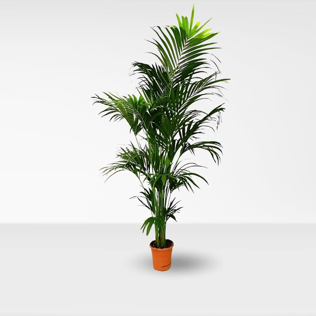 Kentia (Howea forsteriana)