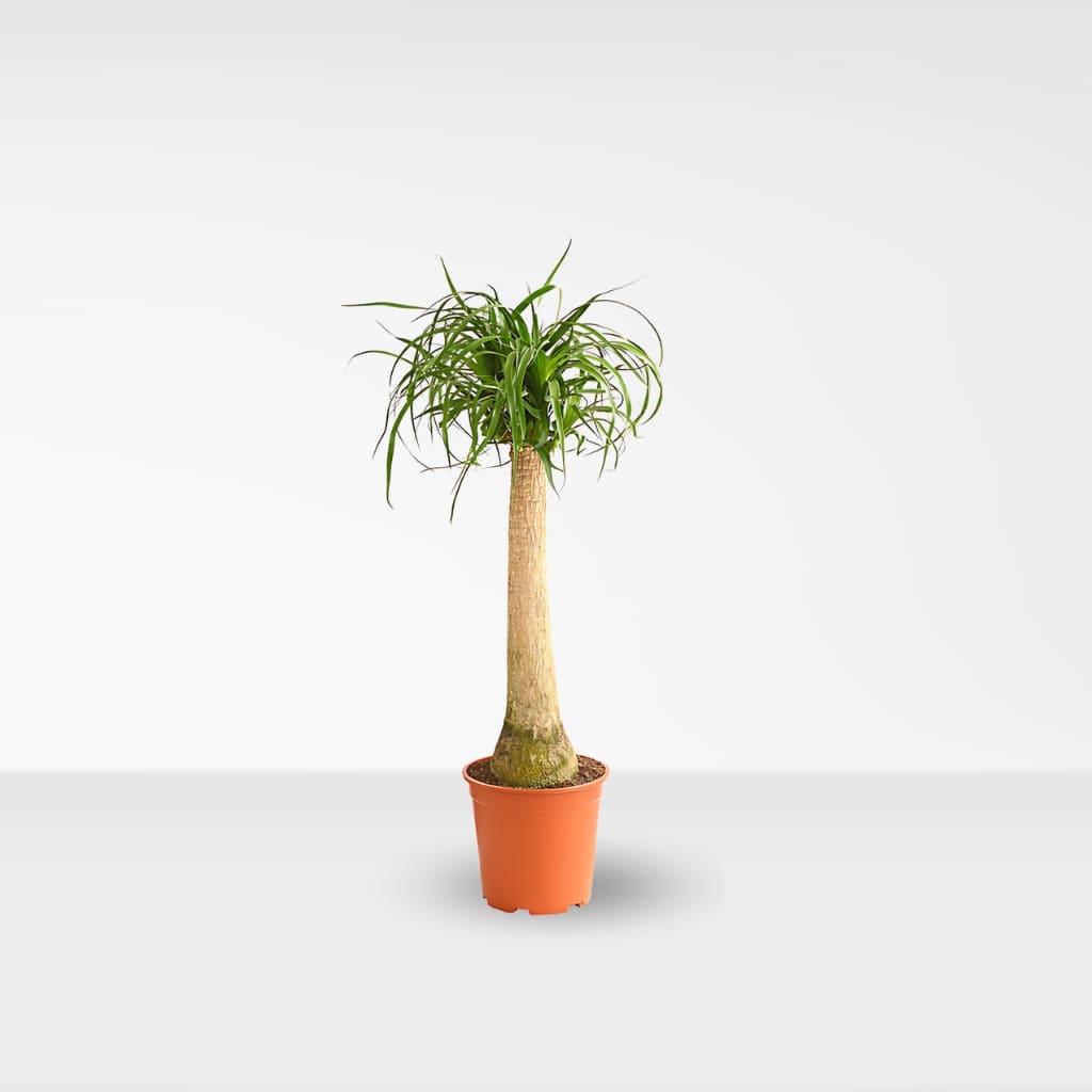 Comprar Beaucarnea recurvata