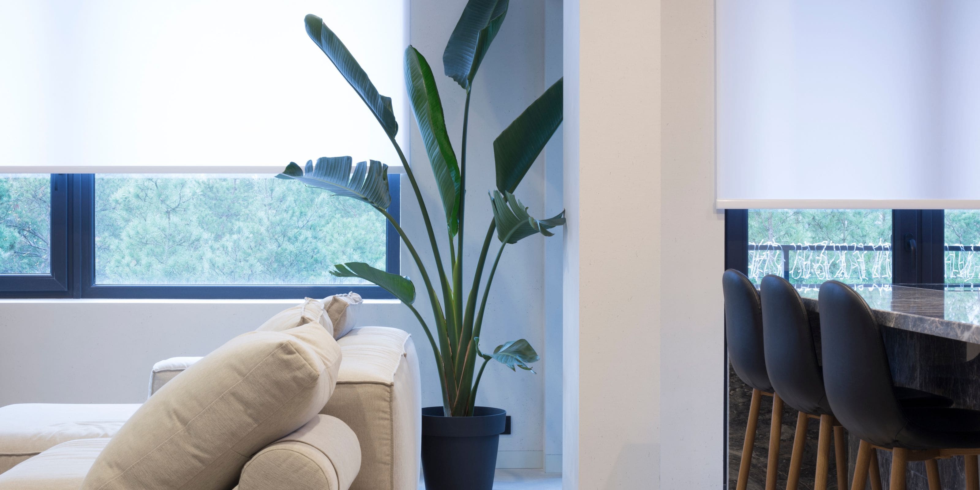 Comprar plantas XXL online