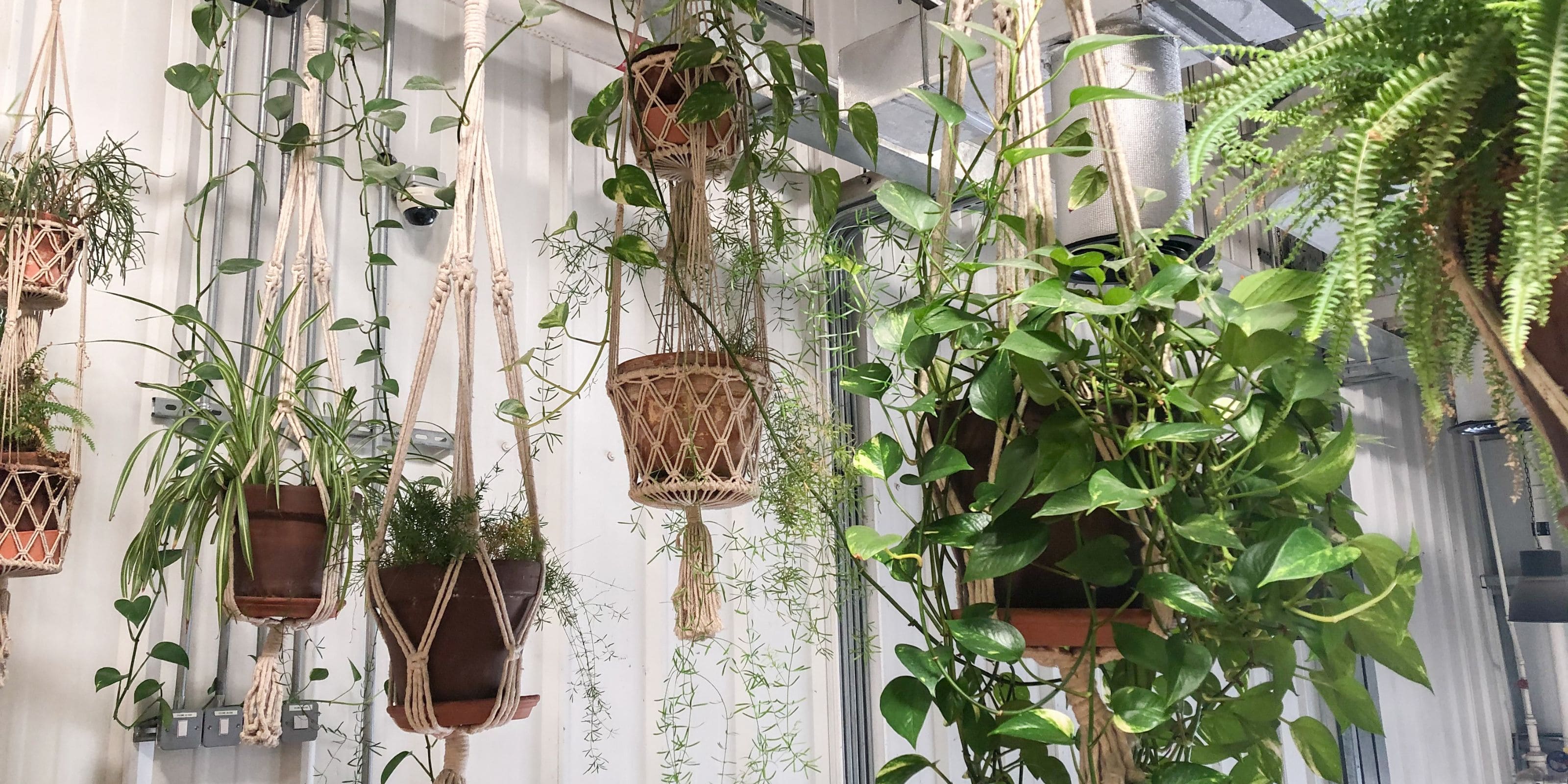 Comprar plantas colgantes de interior y exterior online