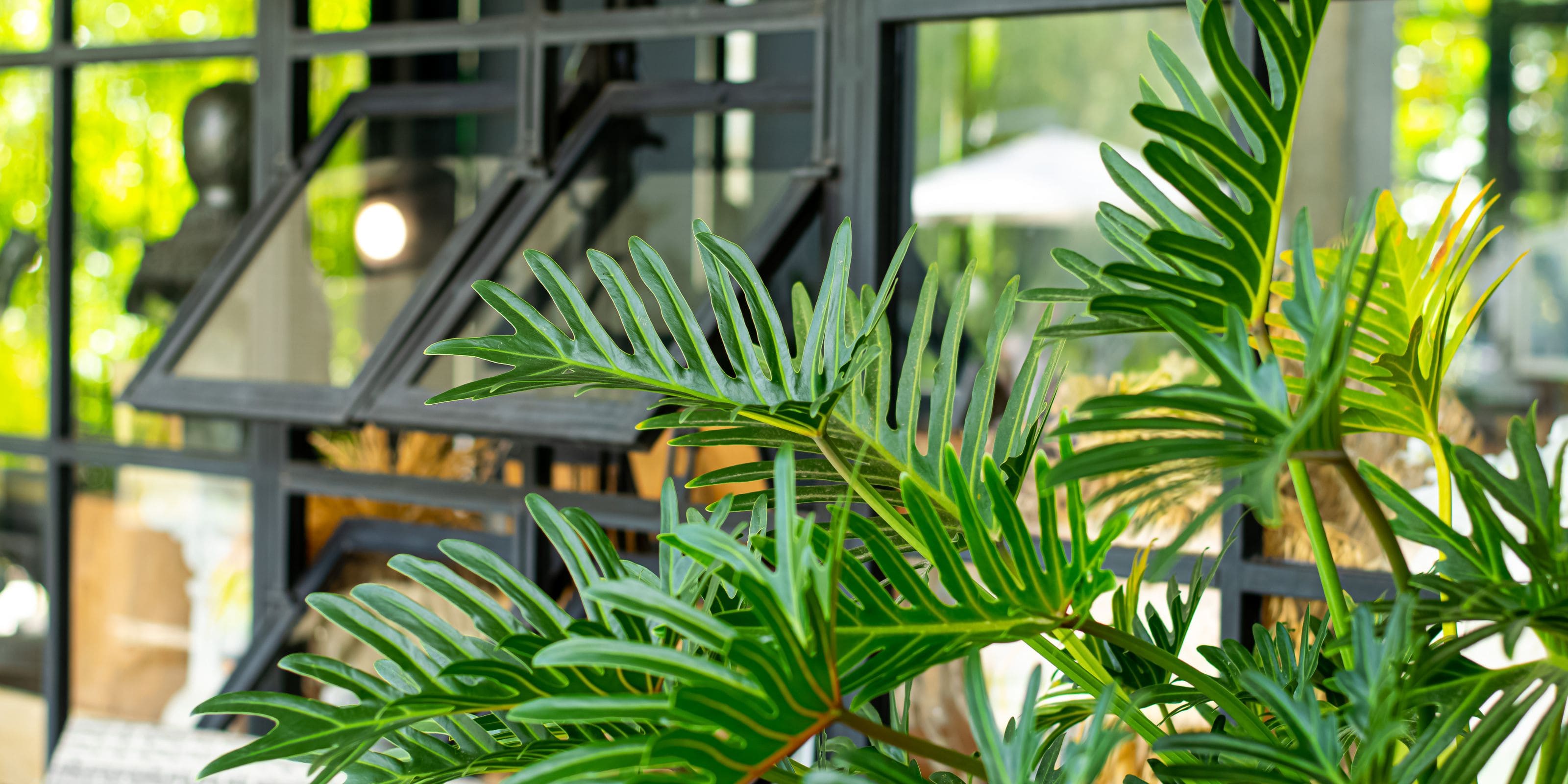 Comprar plantas de hoja grande online Urbangreen