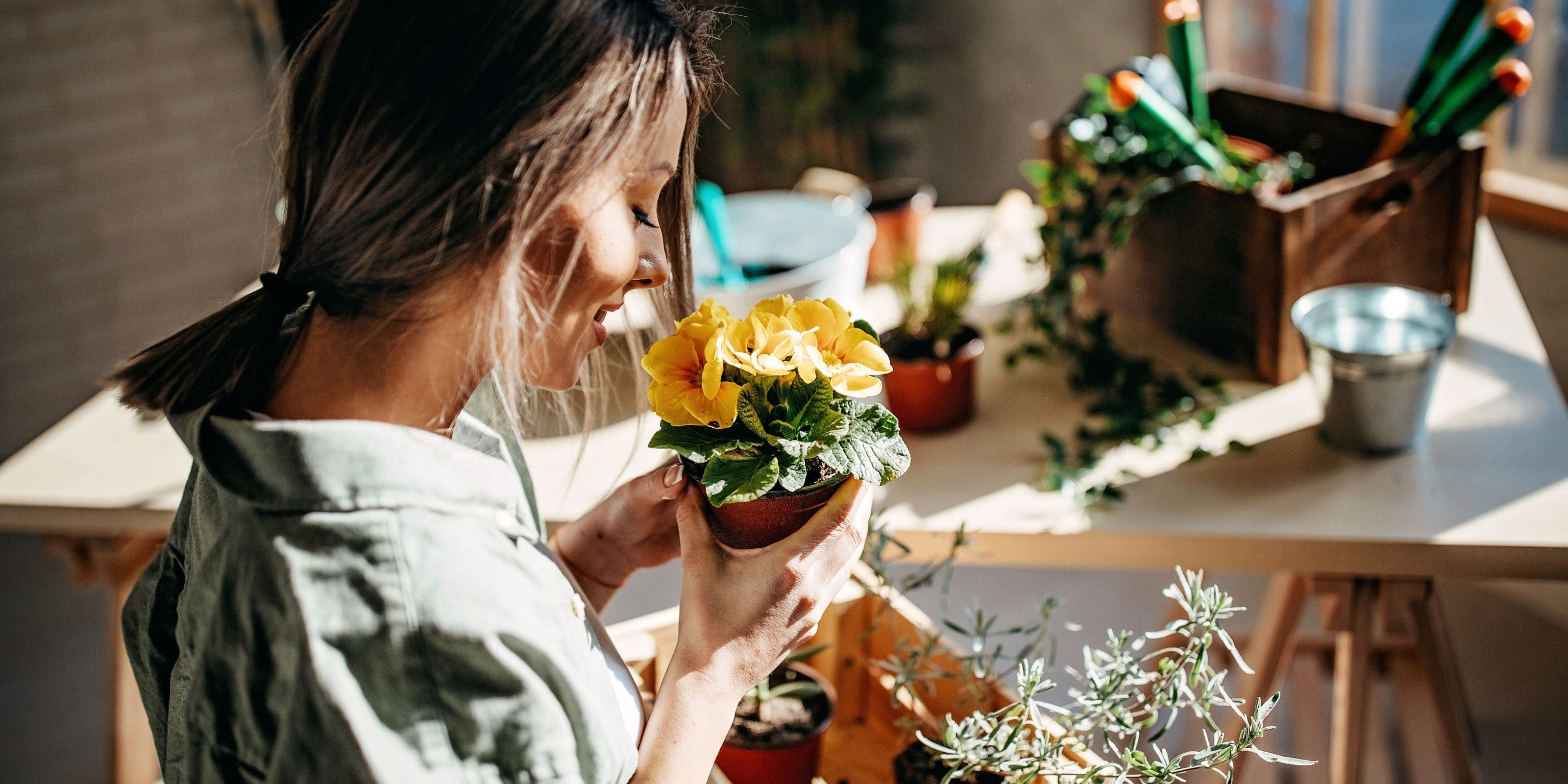 Comprar plantas de interior con flores online Urbangreen