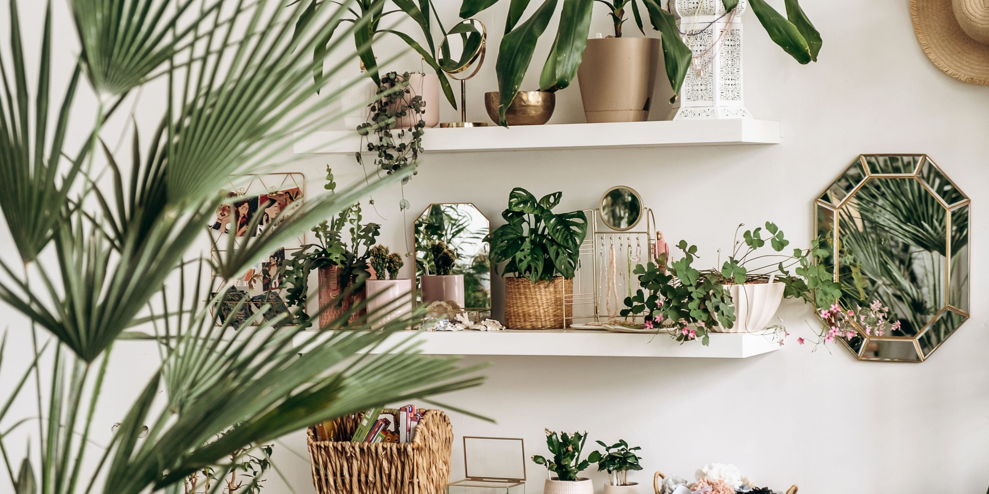 Comprar plantas de interior online Urbangreen