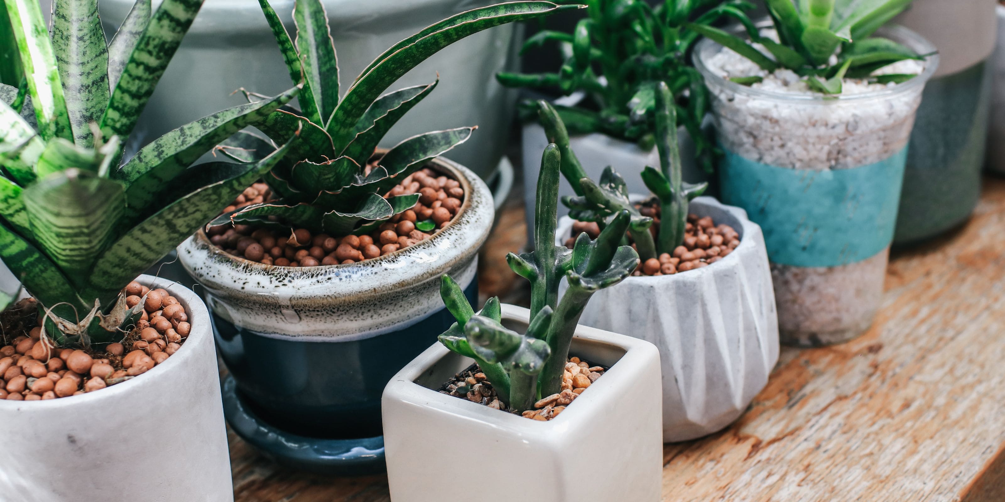 Comprar plantas de interior pequeñas online Urbangreen