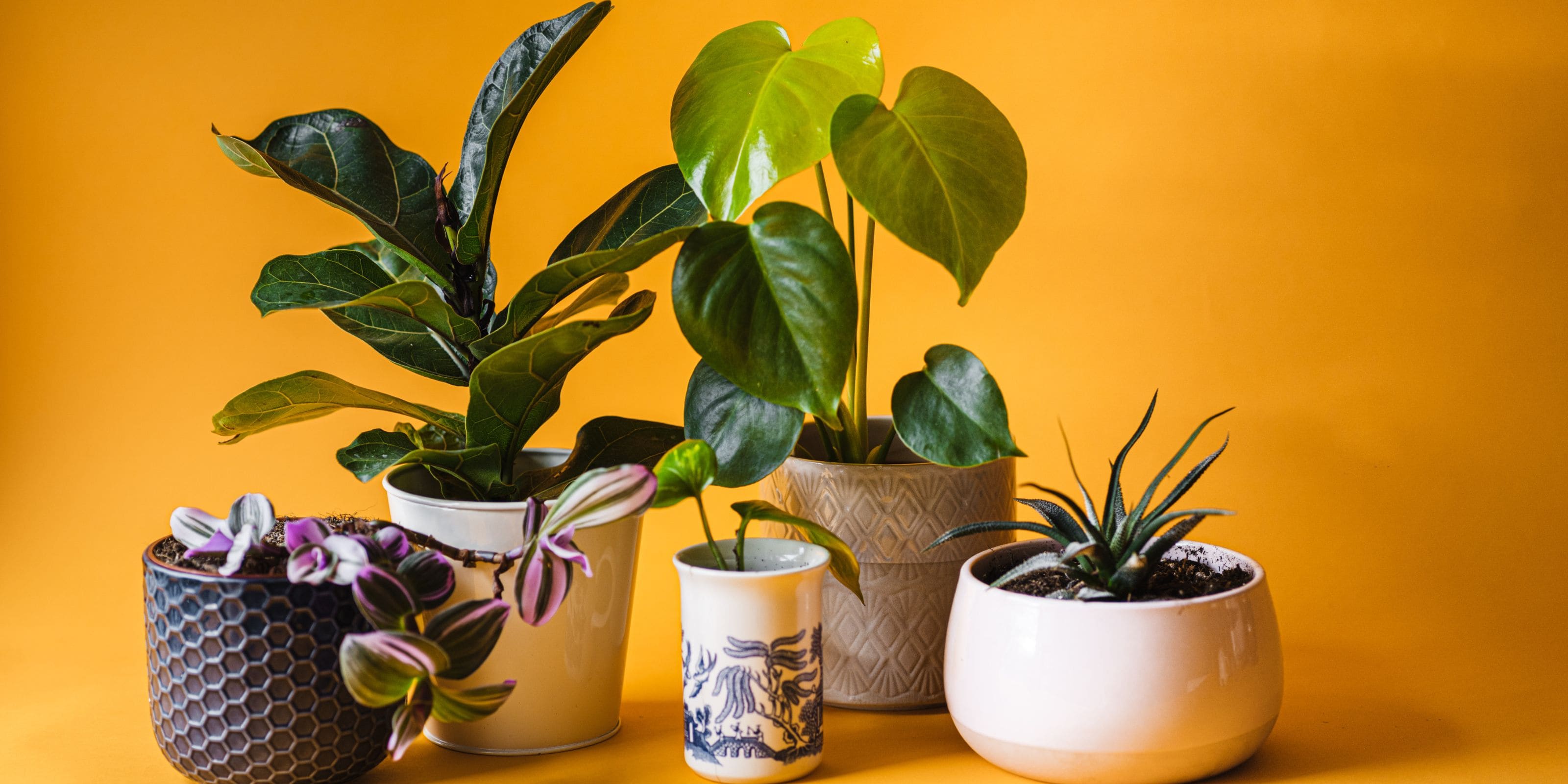 Comprar plantas de interior resistentes online en Urbangreen