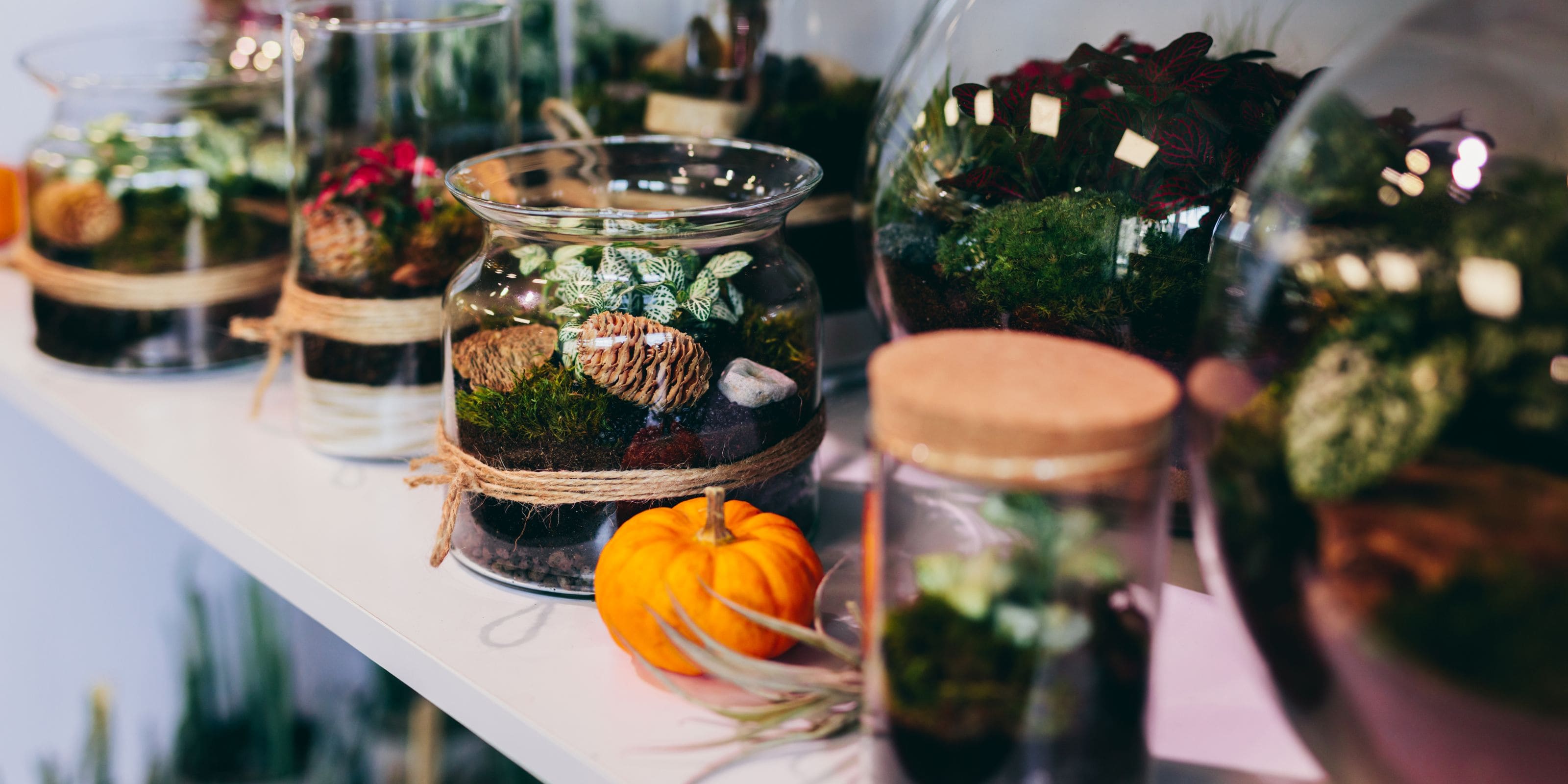 Comprar terrarios de plantas online