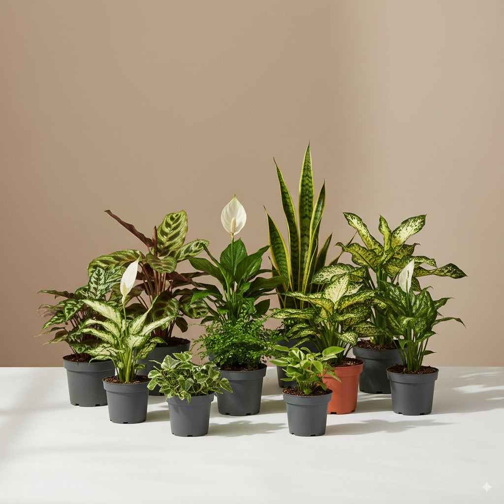 Pack de plantas de interior