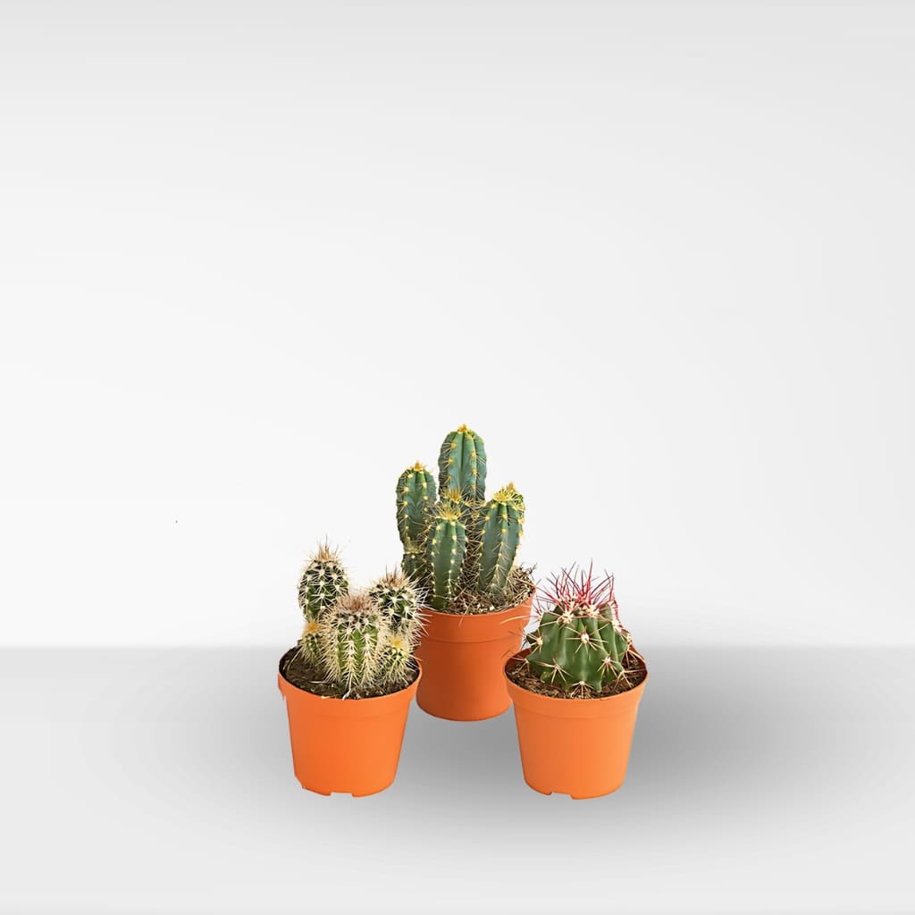 Comprar set de cactus online