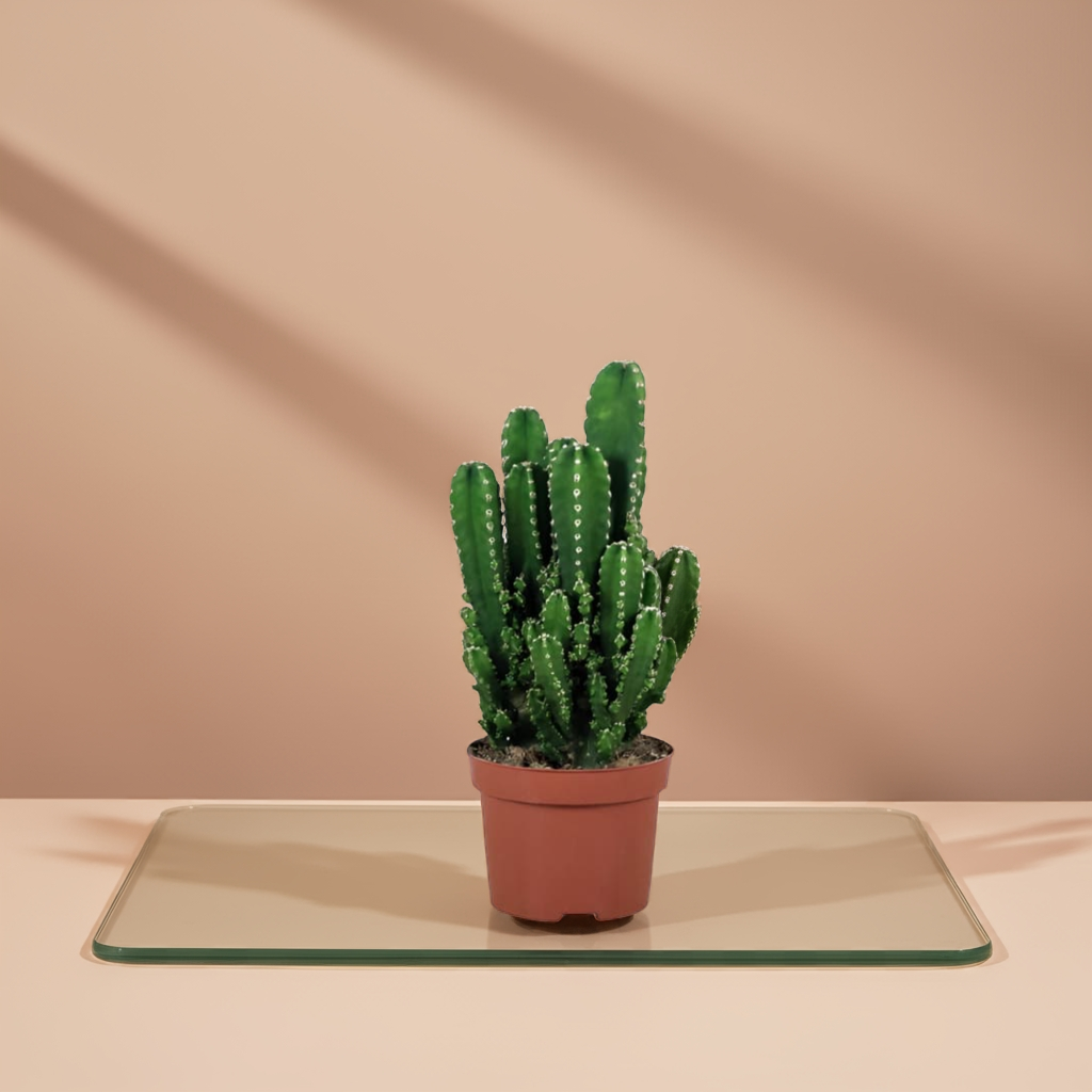 Cereus Peruvianus (Cacto Anti Radiação)
