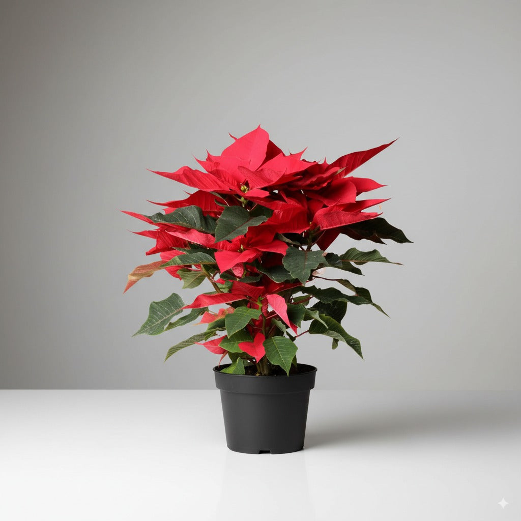 Comprar Flor de Pascua Mediana