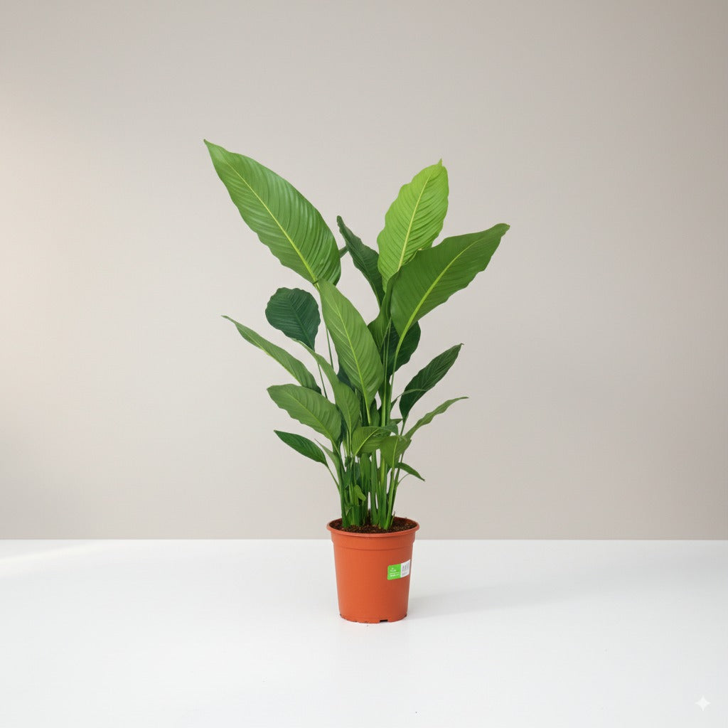 Spathiphyllum Blanc