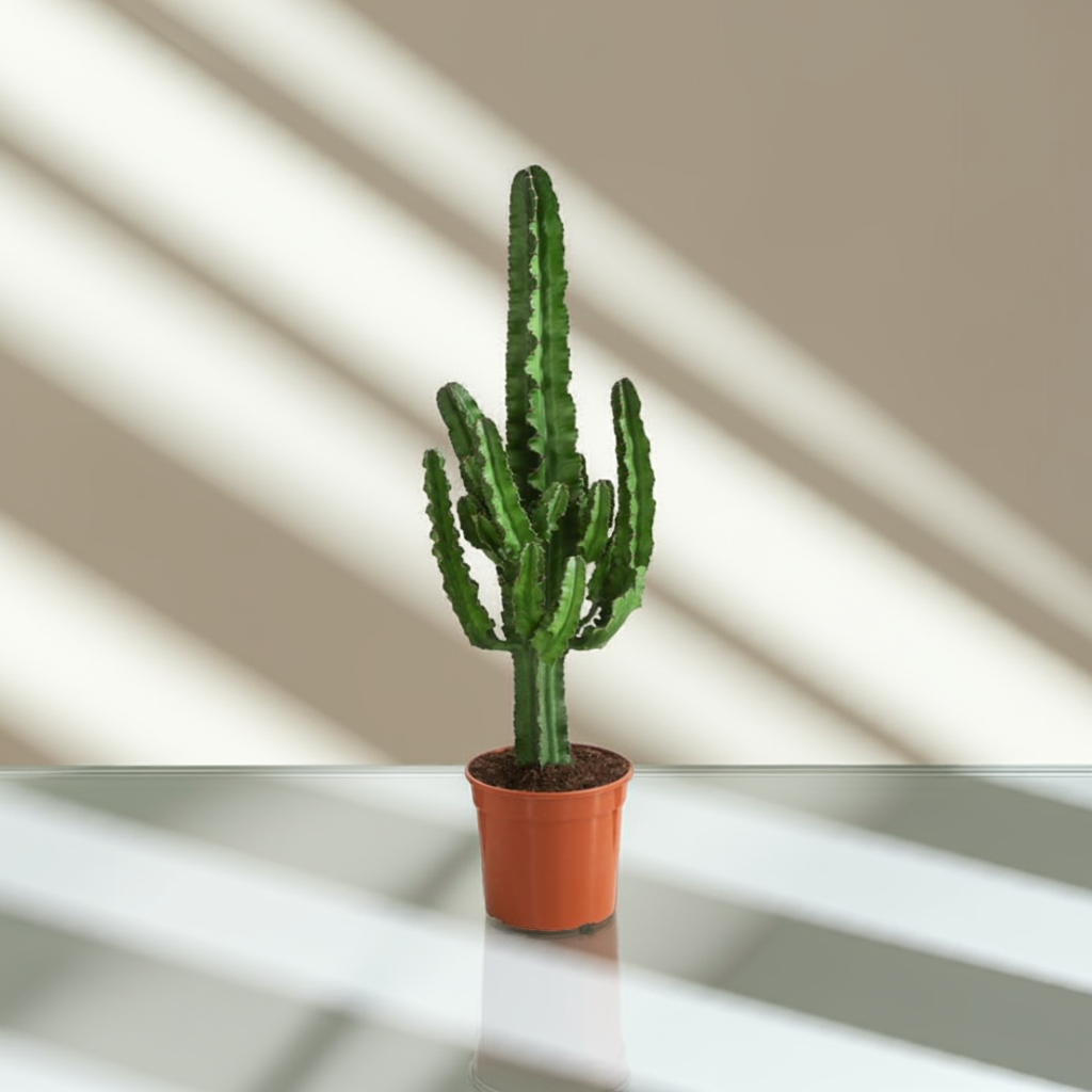 Cacto Euphorbia