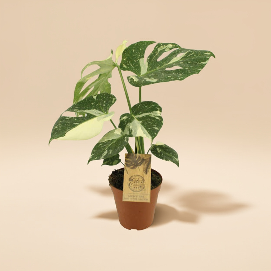 Monstera Thai Constellation
