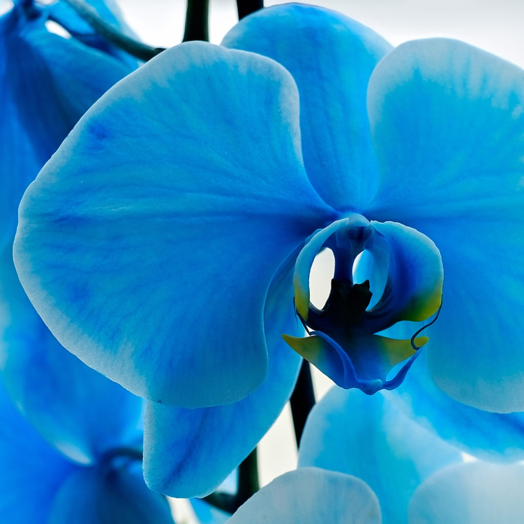 Orquidea phalaenopsis Azul