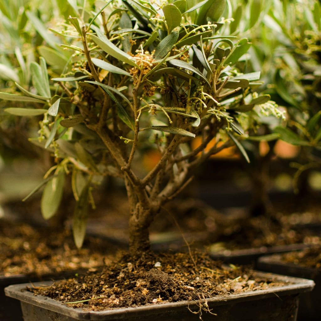 Comprar Bonsai Olivo 9 años