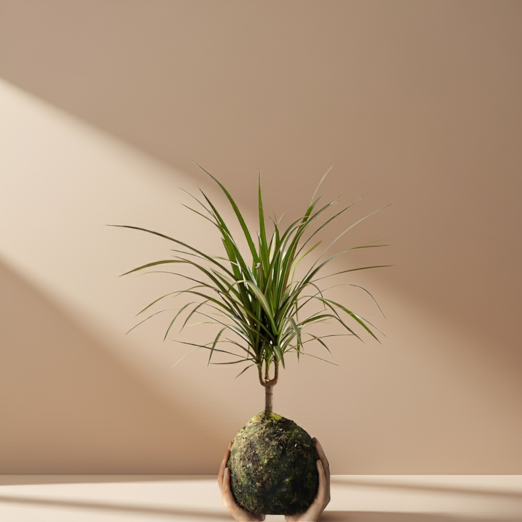 Kokedama Dracena Marginata