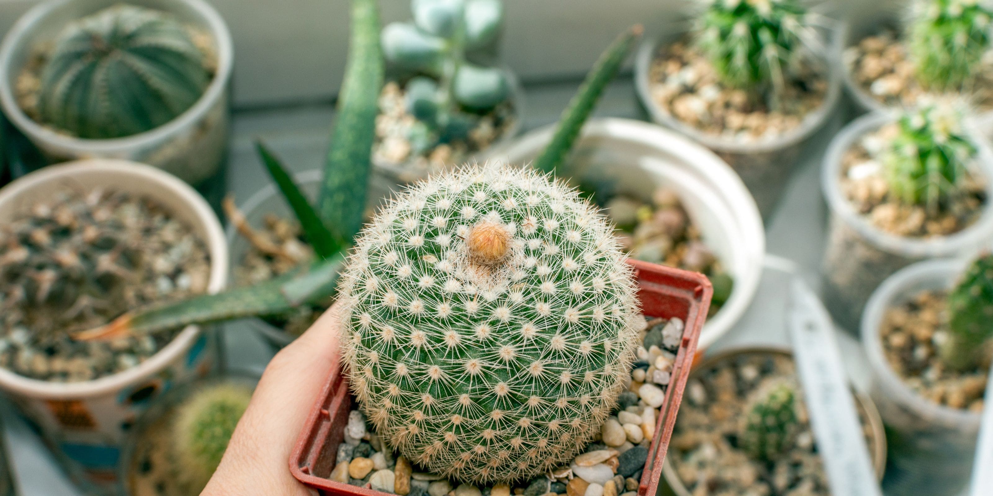 Comprar Cactus pequeños