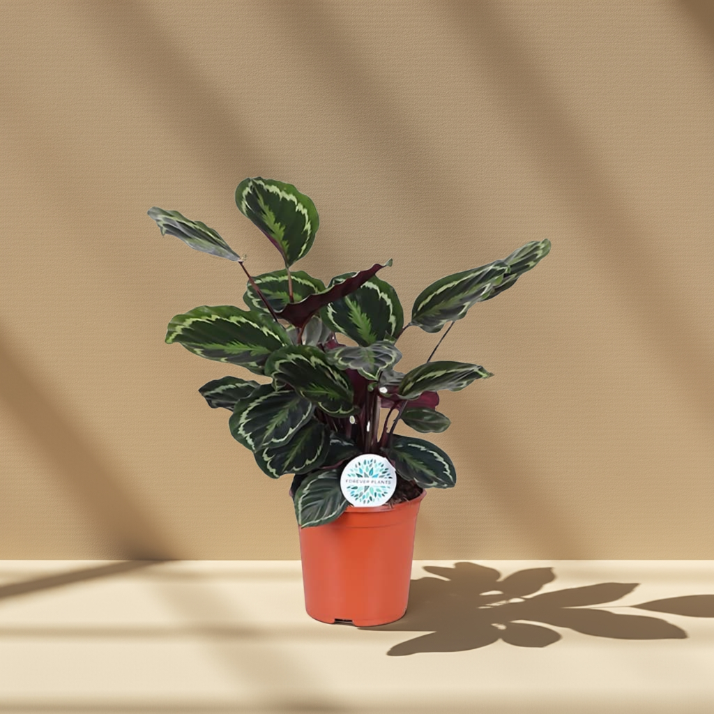 Calathea Medallion