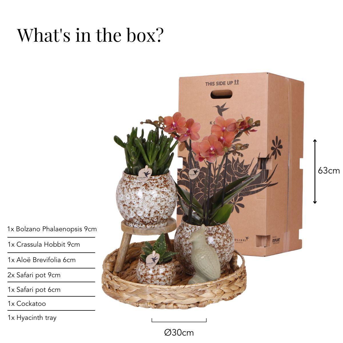 Phalaenopsis Geschenkset | inkl. Dekorative Stopfen aus Keramik