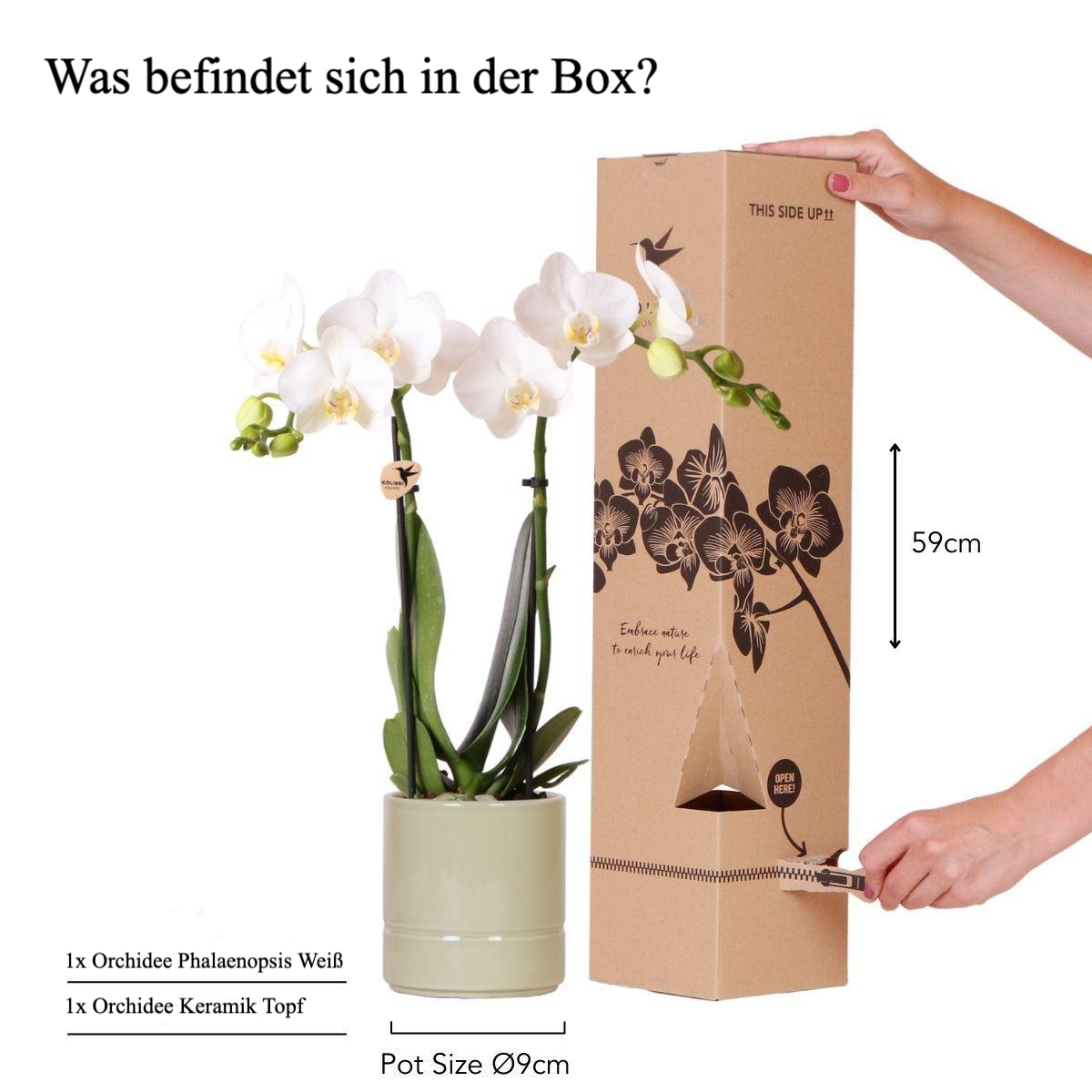 Weiße Phalaenopsis Orchidee + Topf