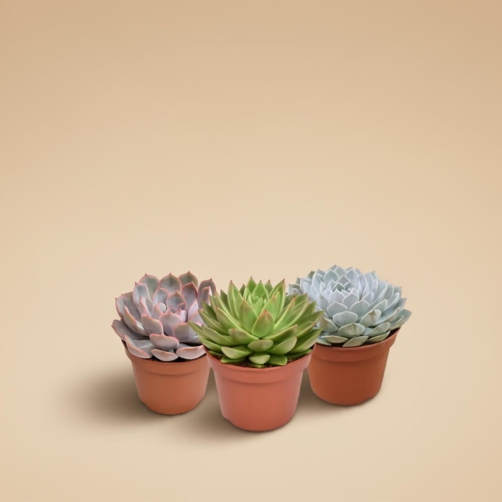 Echeveria (Pack 3)