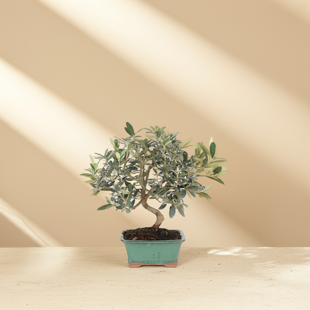 Bonsai Oliveira (9 anos)