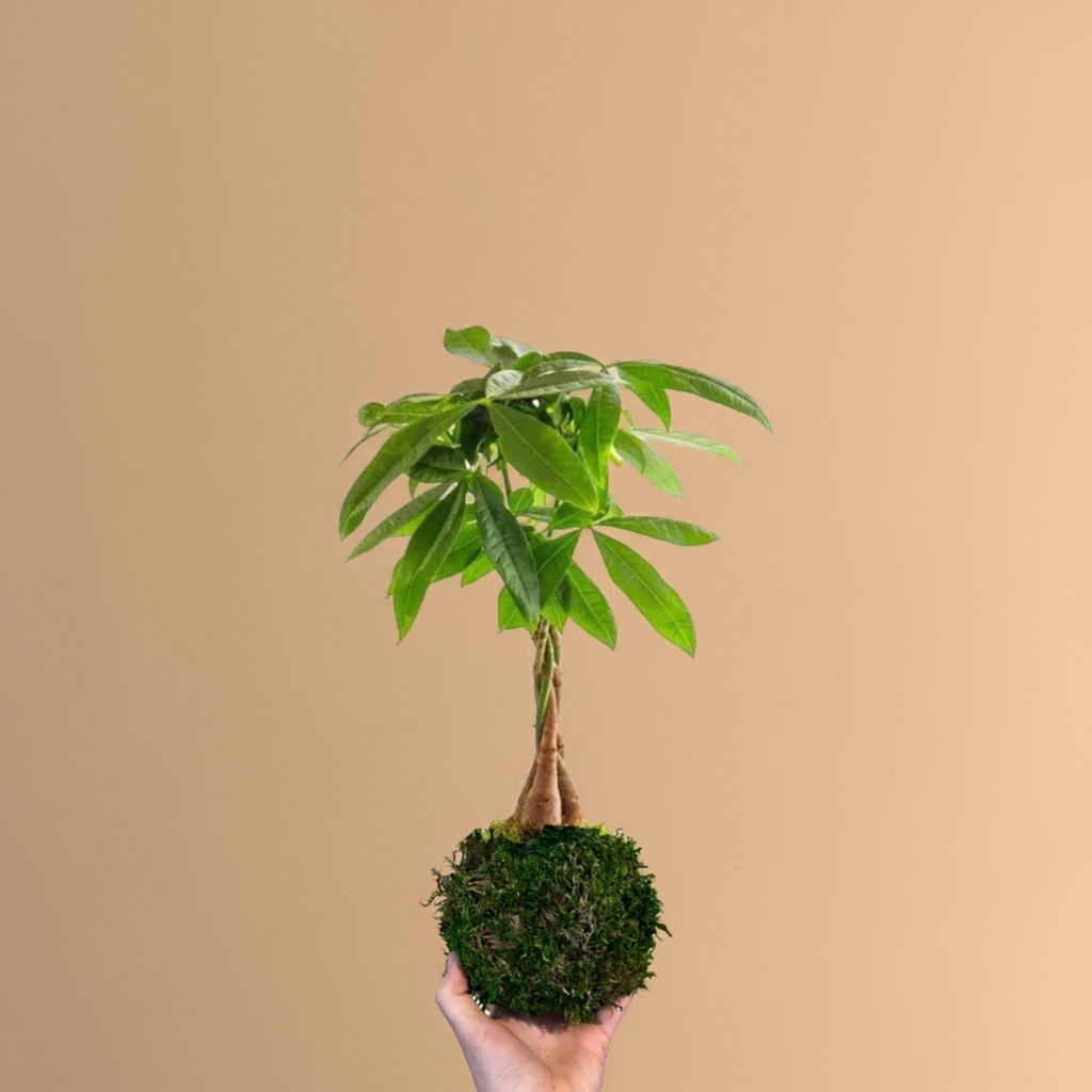 Kokedama Pachira Aquatica