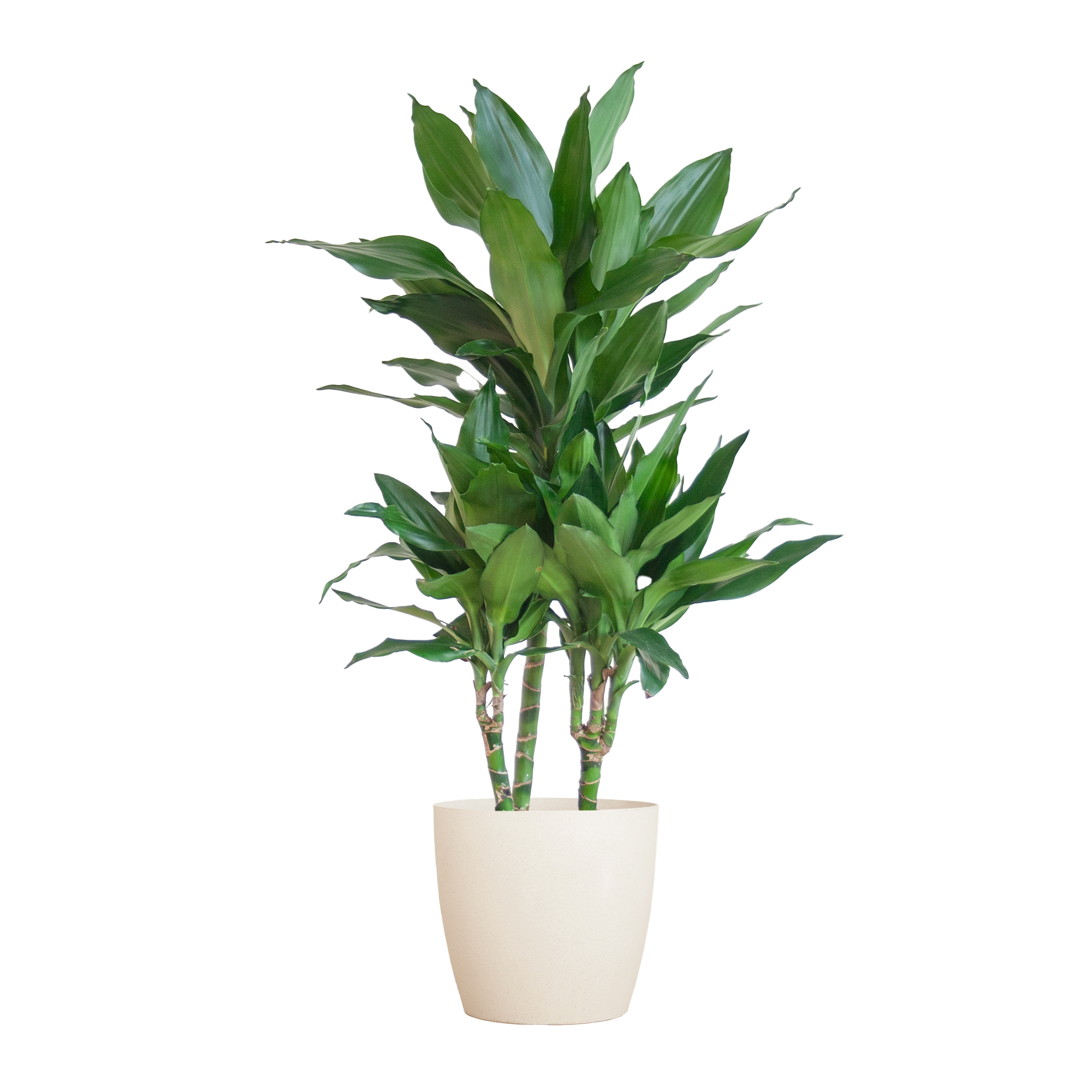 Dracaena 'Janet Lind' (Drachenbaum) im Design-Korb | 95cm