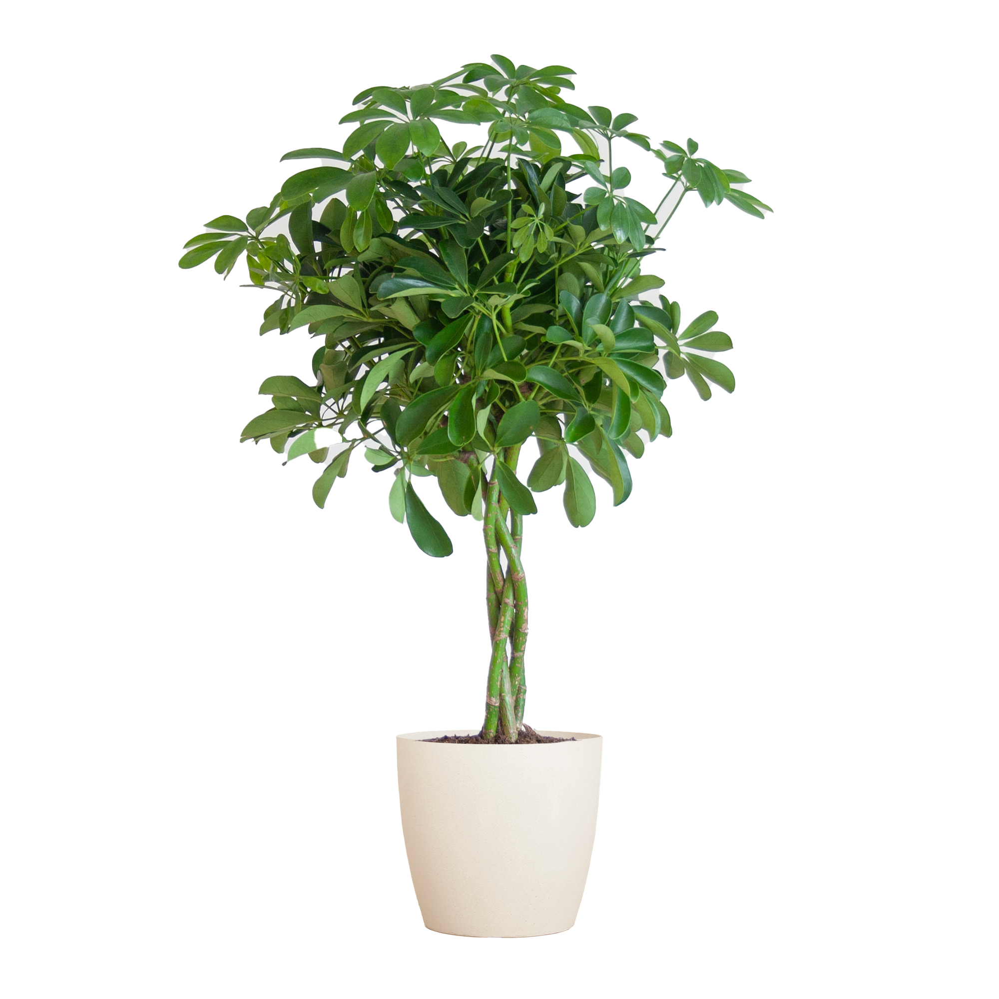 Schefflera 'Nora' im Design-Pflanzenkorb | 70cm