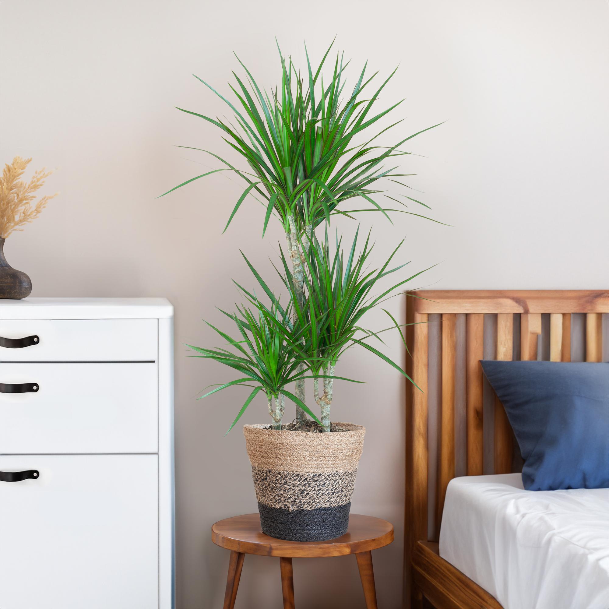 Die 95cm hohe Dracaena Marginata als elegante, luftreinigende Pflanze in einem modernen Büro.