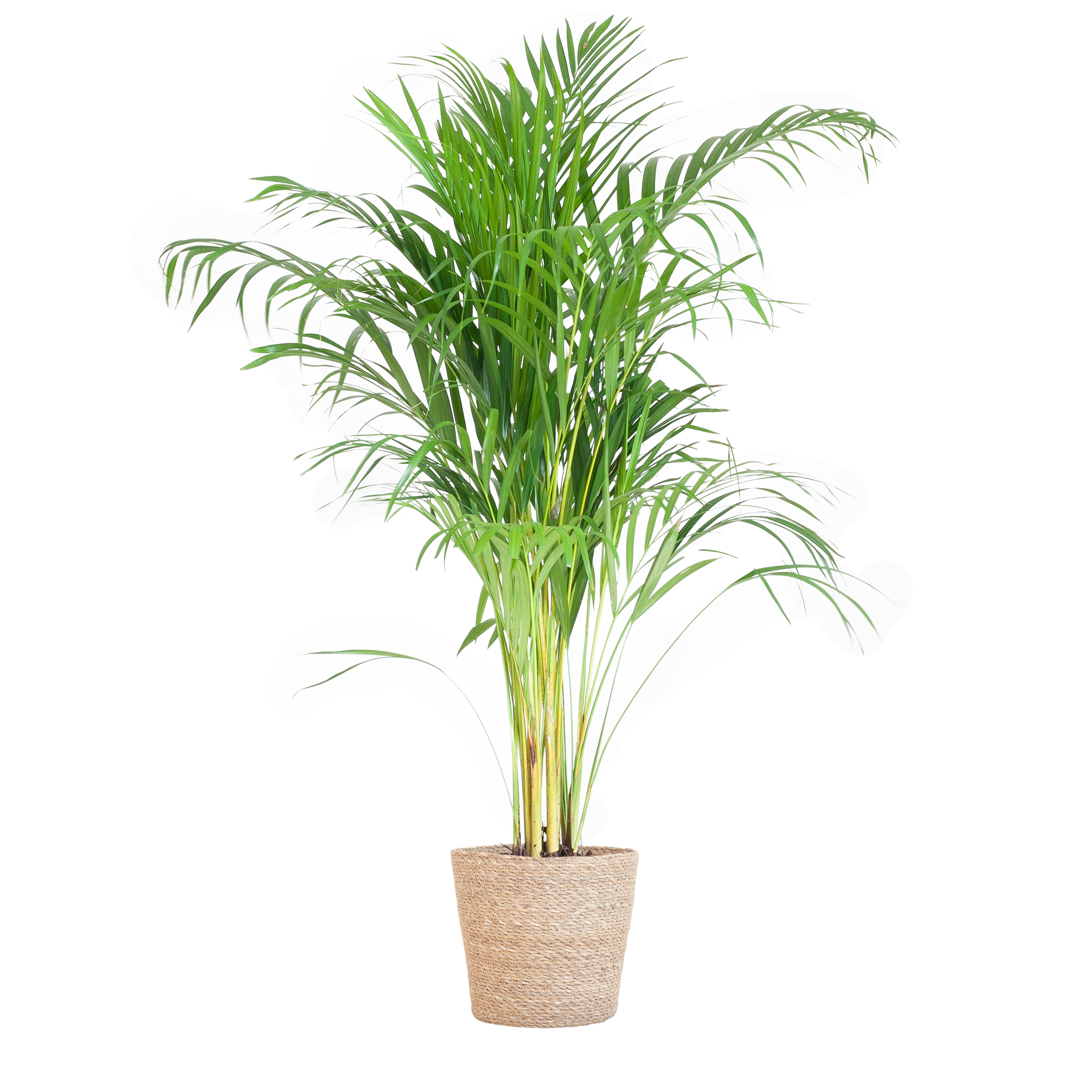 Areca Palme (Goldfruchtpalme) im Design-Korb | 100cm
