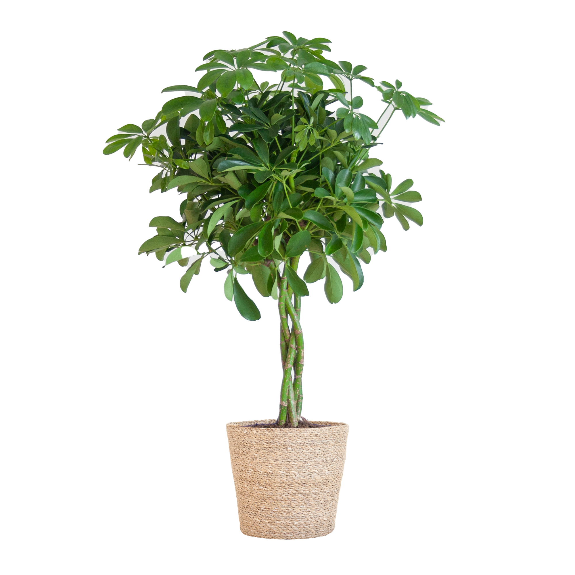 Schefflera 'Nora' im Design-Pflanzenkorb | 70cm