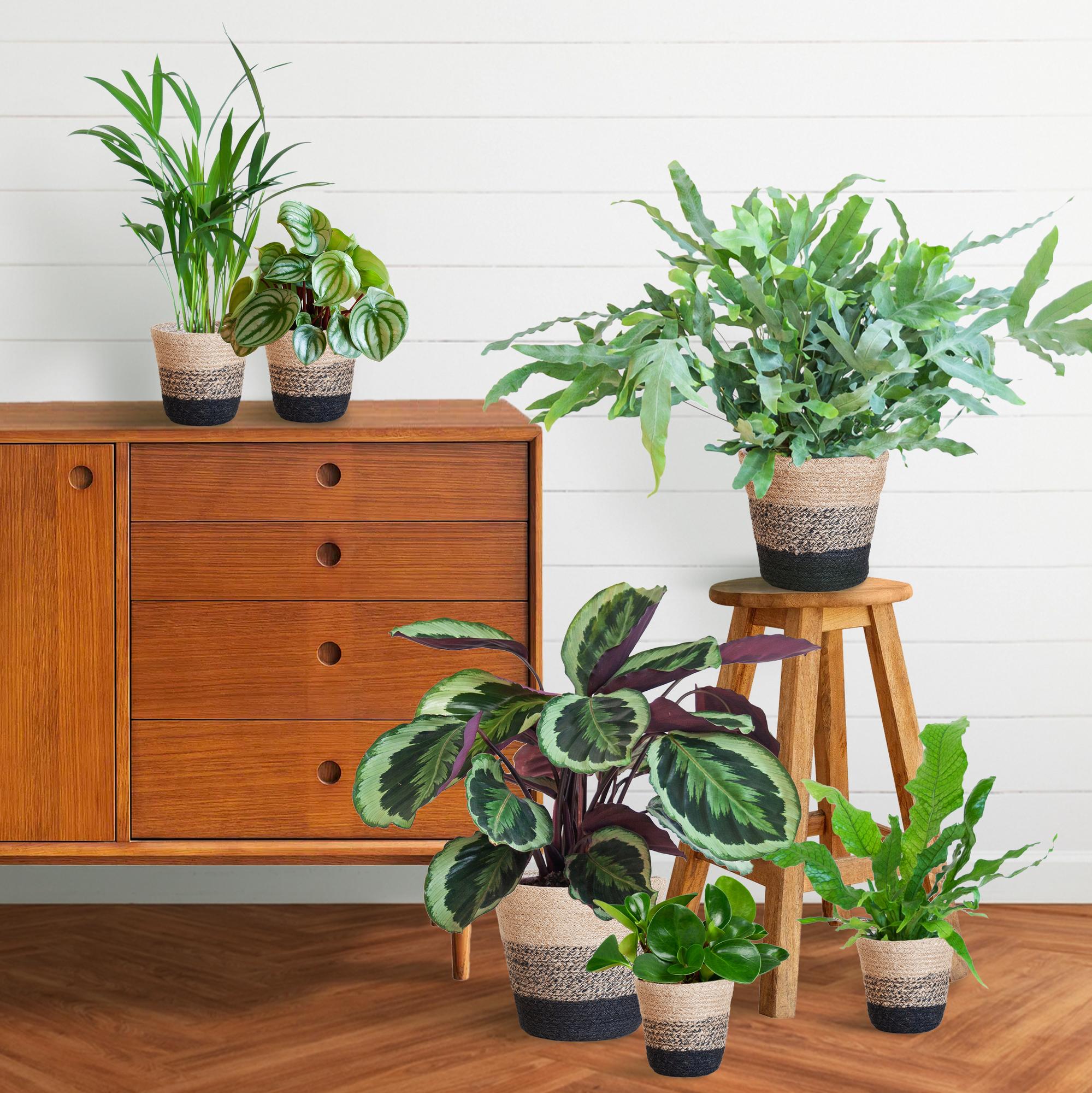 Nahaufnahme der detailreichen Blattzeichnung einer Calathea Medaillon, Teil des tierfreundlichen Pflanzensets.