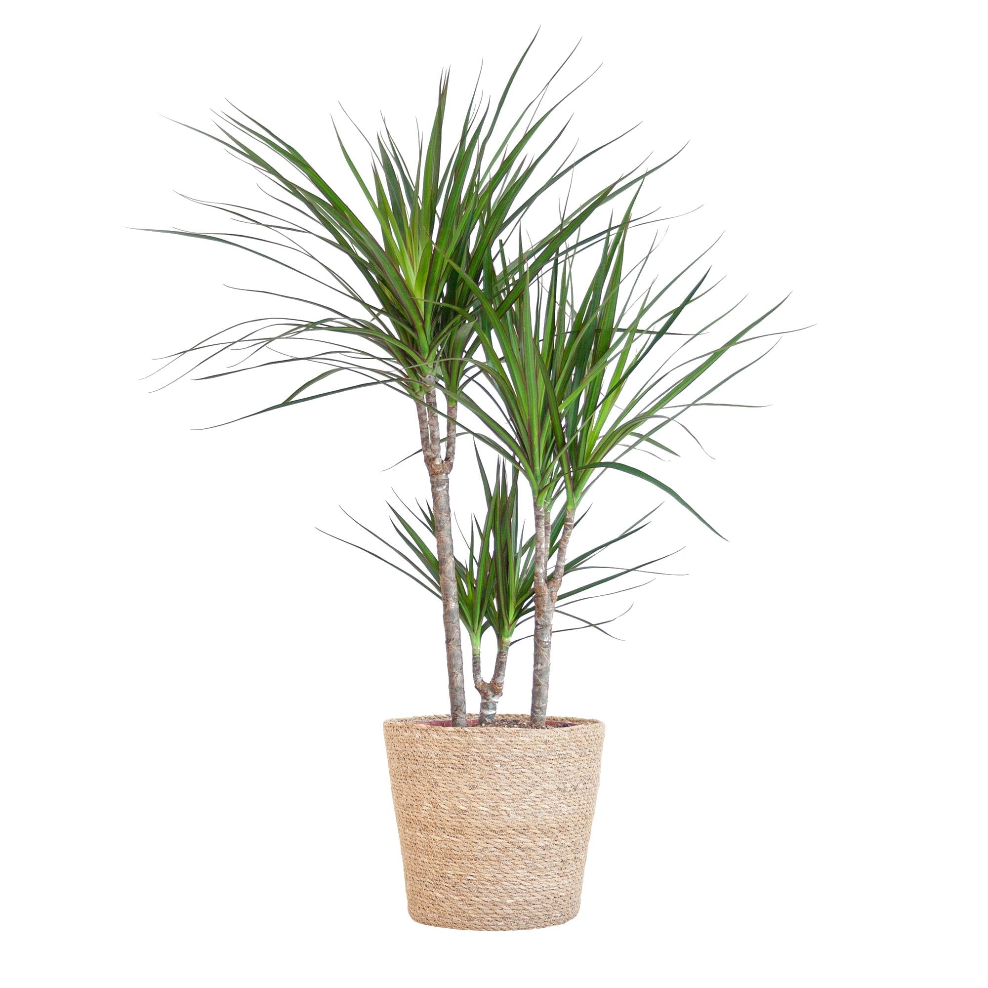 Dracaena Marginata im Design-Pflanzenkorb | 95cm