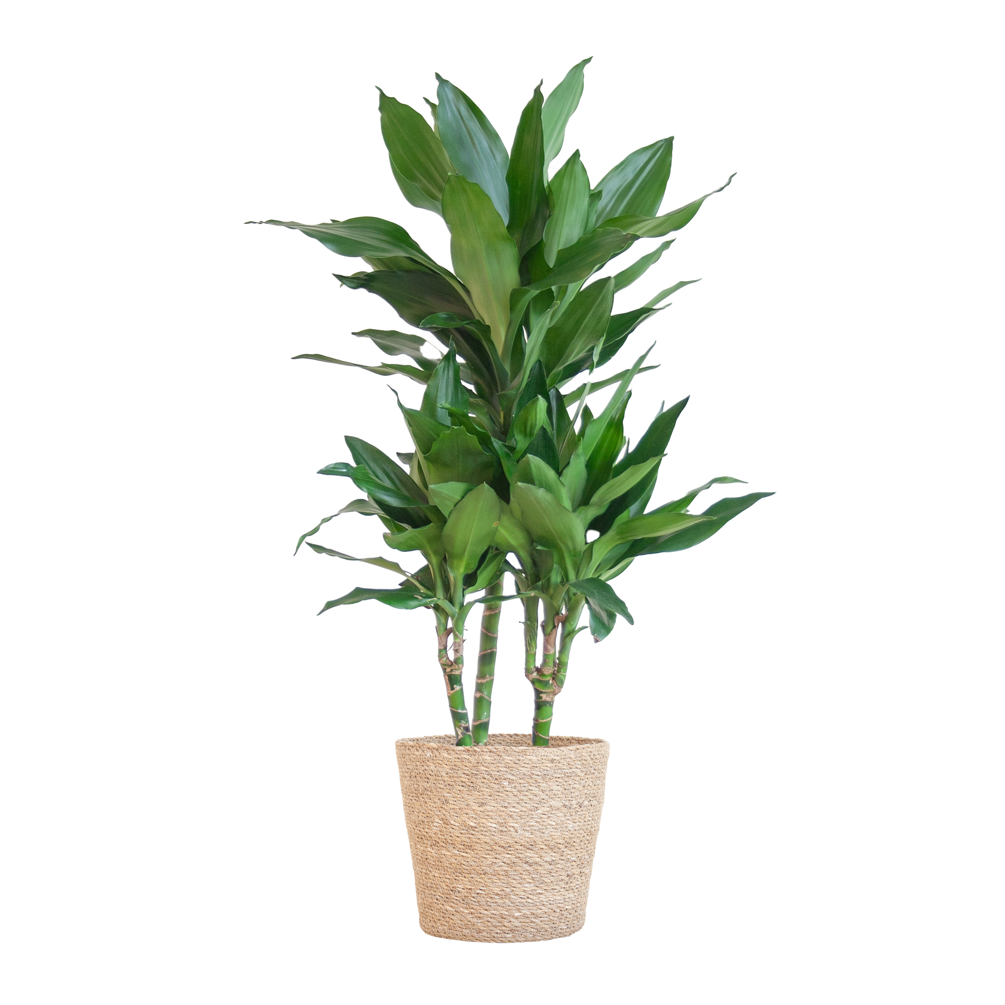 Dracaena 'Janet Lind' (Drachenbaum) im Design-Korb | 95cm