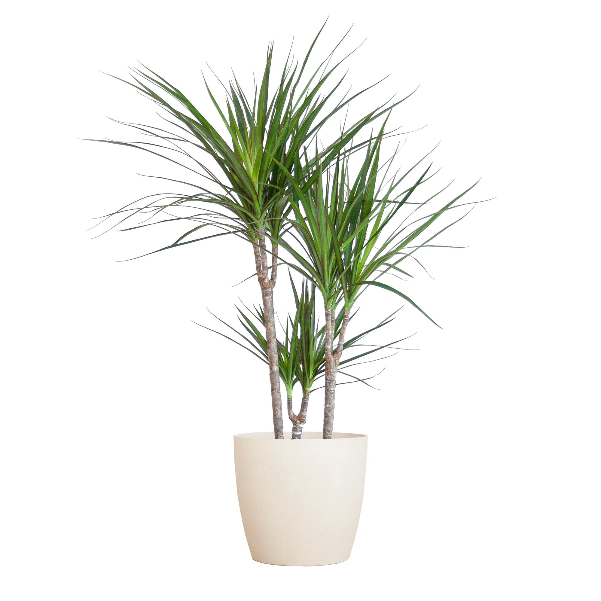 Dracaena Marginata im Design-Pflanzenkorb | 95cm