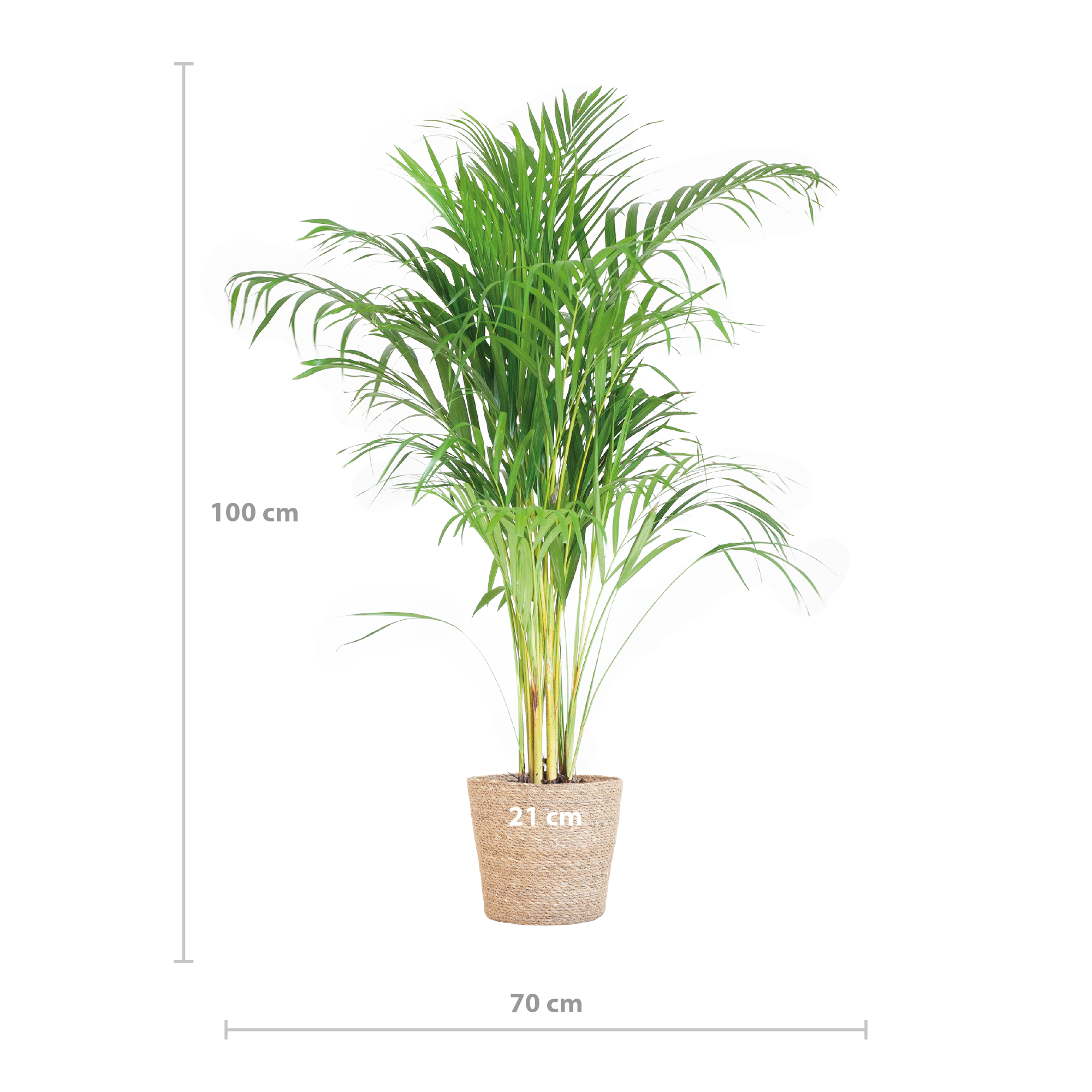 Areca Palme (Goldfruchtpalme) im Design-Korb | 100cm