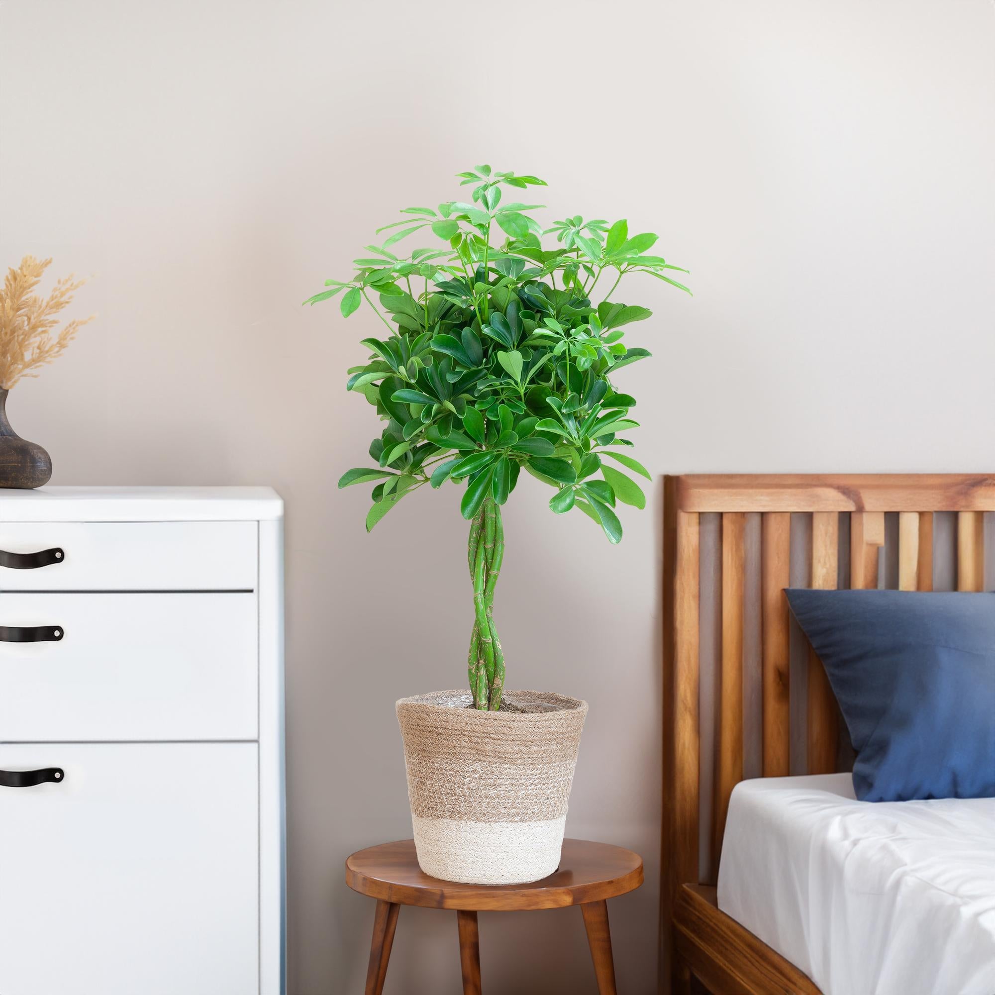Die 70cm hohe Schefflera Nora im Korb als Dekoration in einem hellen, modernen Wohnzimmer.