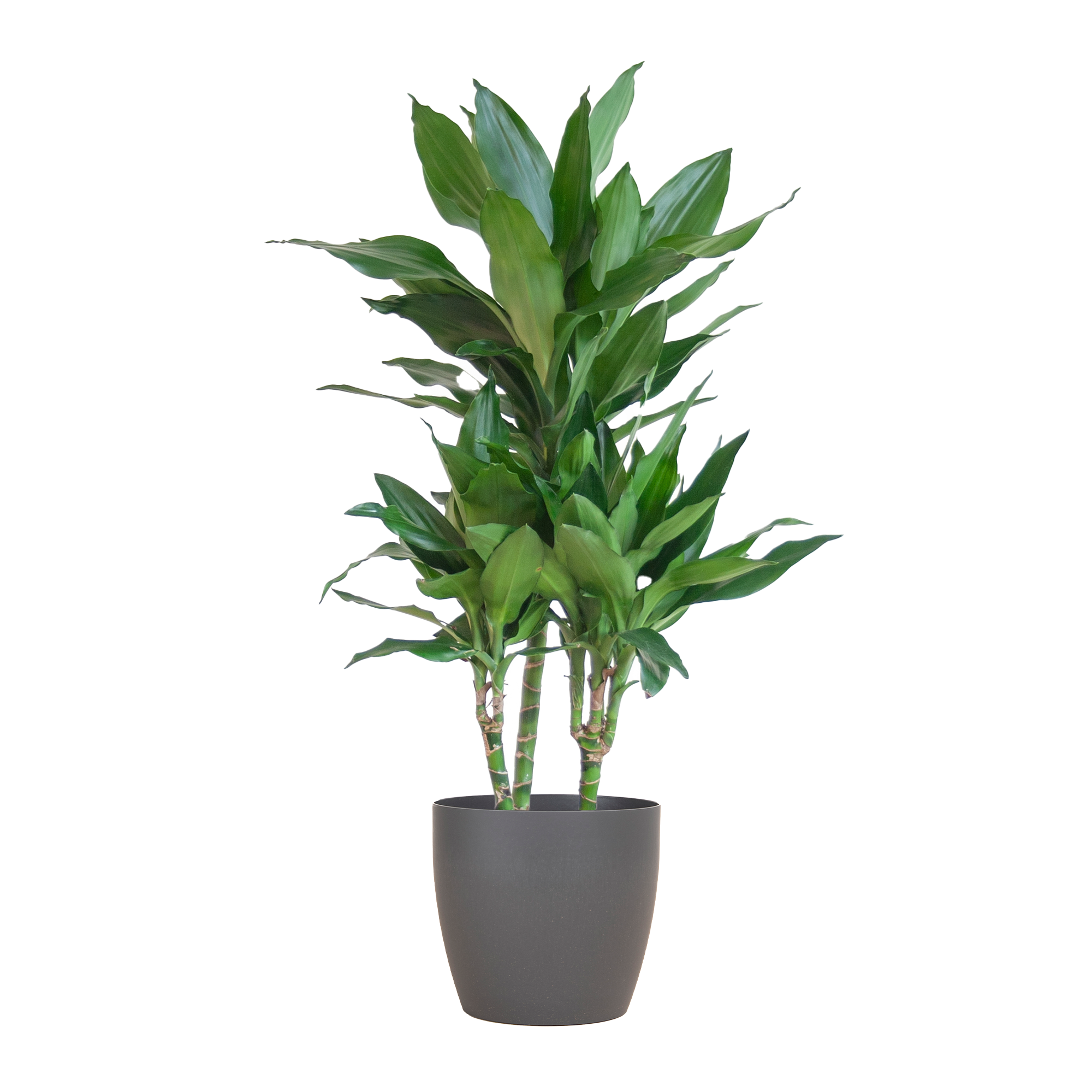 Dracaena 'Janet Lind' (Drachenbaum) im Design-Korb | 95cm
